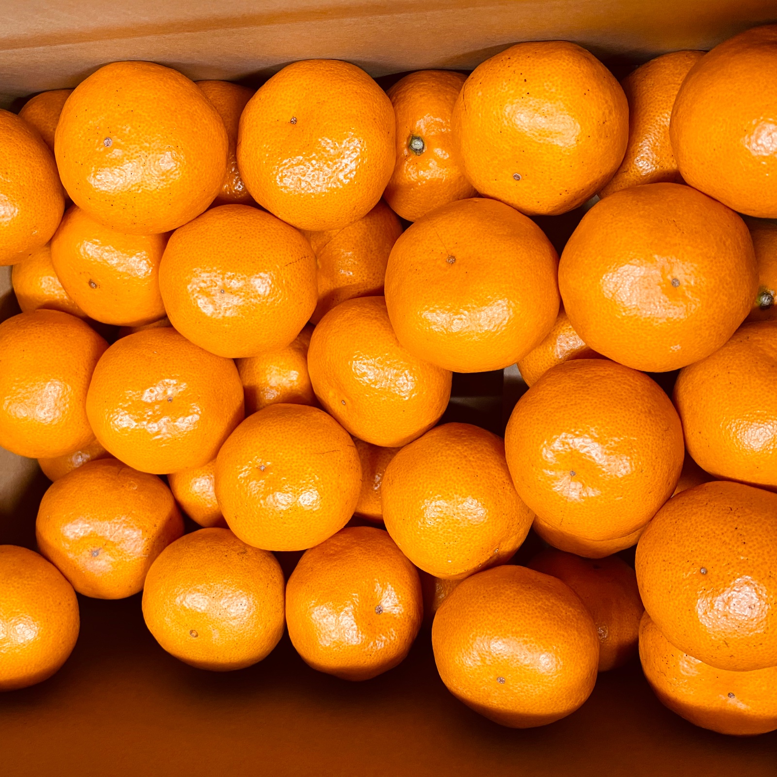 濃厚完熟みかん【田口早生】5kg | 果物/温州みかん 産直アウル 農家