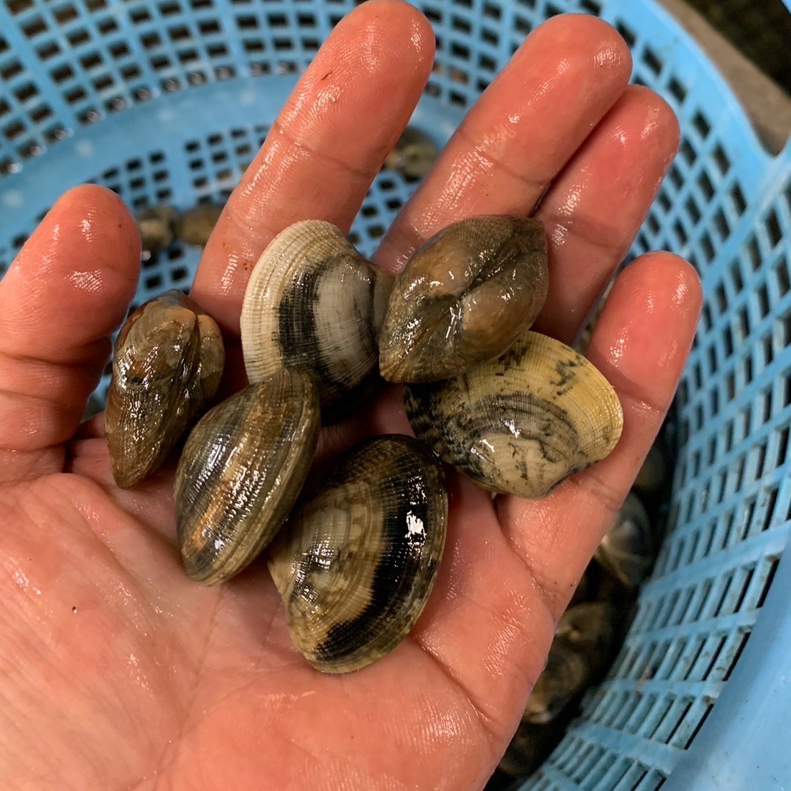 愛知県 三河湾産ブランドアサリ 1kg 大サイズ【期間限定で格安受注し