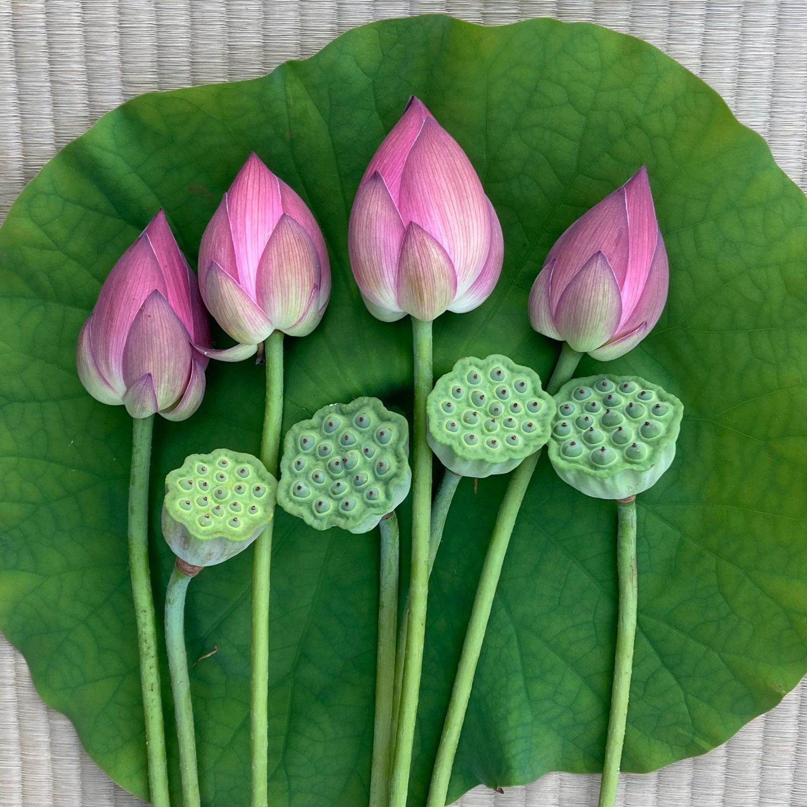 蓮の花と蓮台セット ｜ 花・植物/花・植物 産直アウル 農家・漁師など