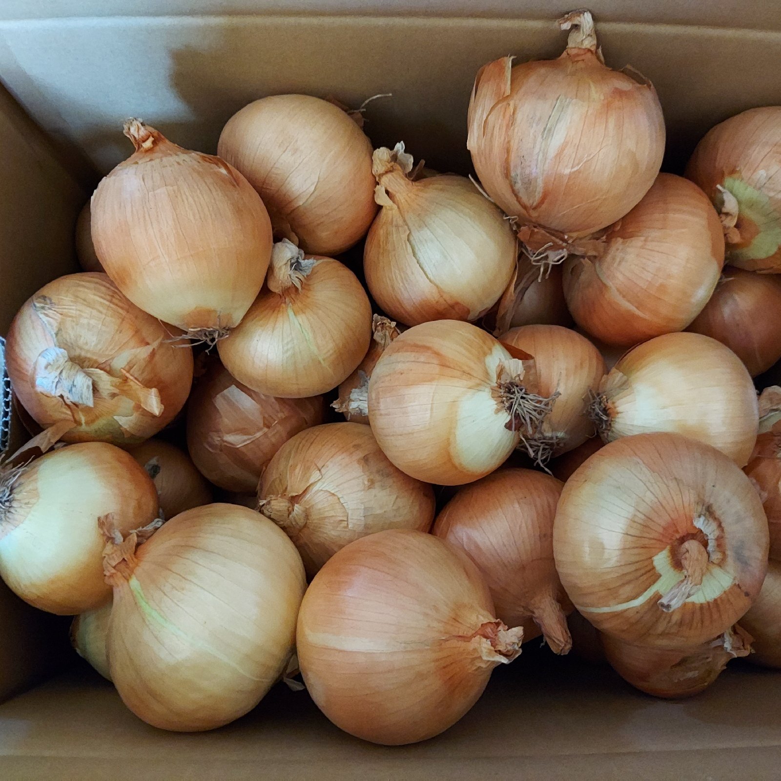 訳あり!!お買い得品】北海道産たまねぎ20kg ｜ 野菜/玉ねぎ 産直アウル