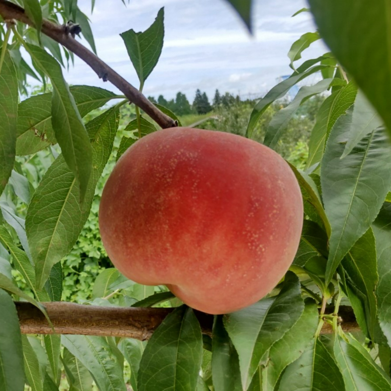 桃 川中島白桃 大玉 3kg (6～10個) | 果物/もも 産直アウル 農家から