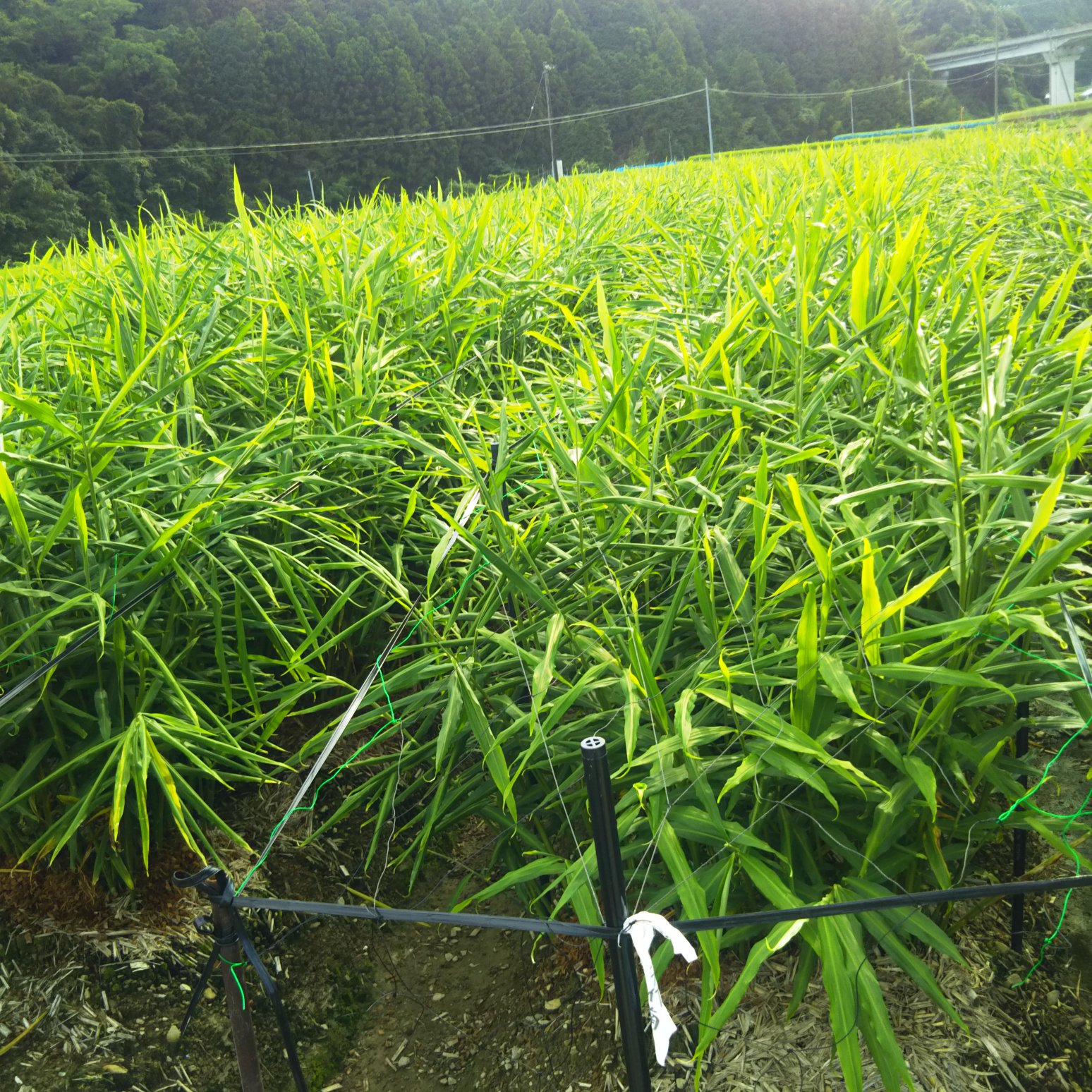 服部様専用 土付き親生姜8キロ ｜ 野菜/薬味 産直アウル 農家・漁師