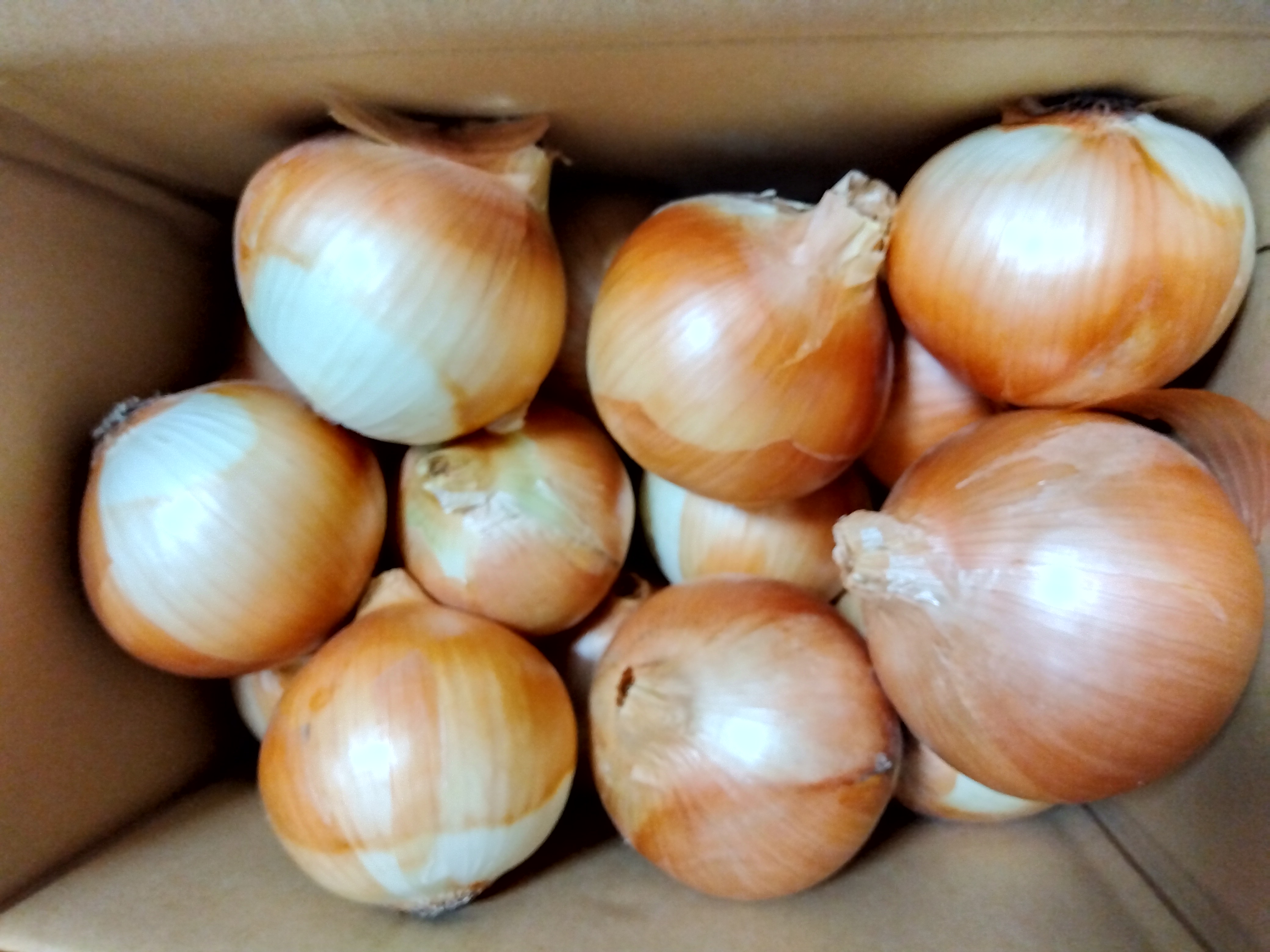 佐賀県みやき町農家 岡さんちのたまねぎ10キロ ｜ 野菜/玉ねぎ 産直