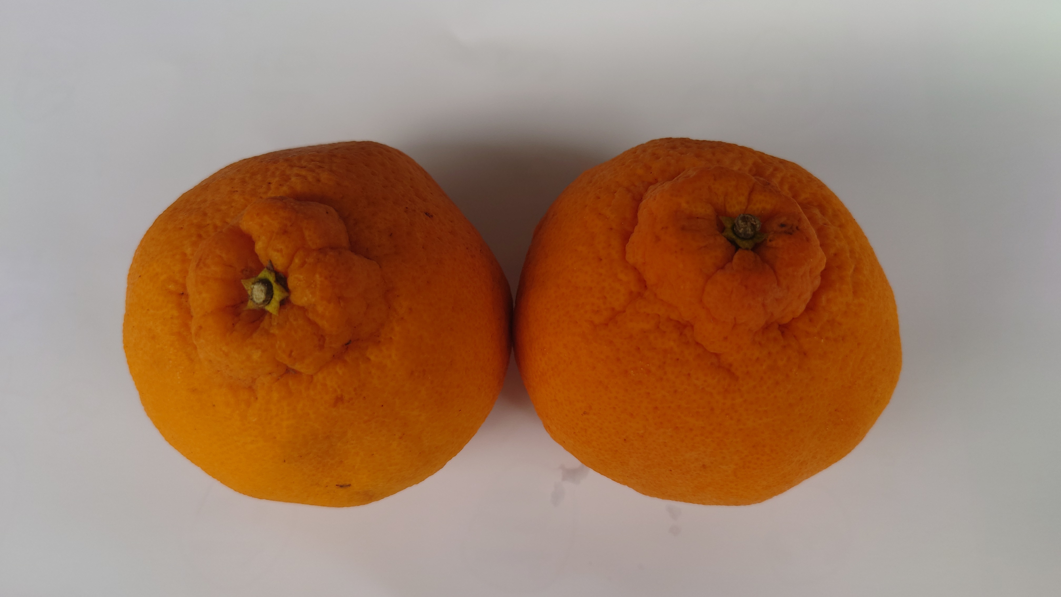 □【味に自信あり】5k＋10k□愛媛の不知火□家庭用□除草剤使用無 万田