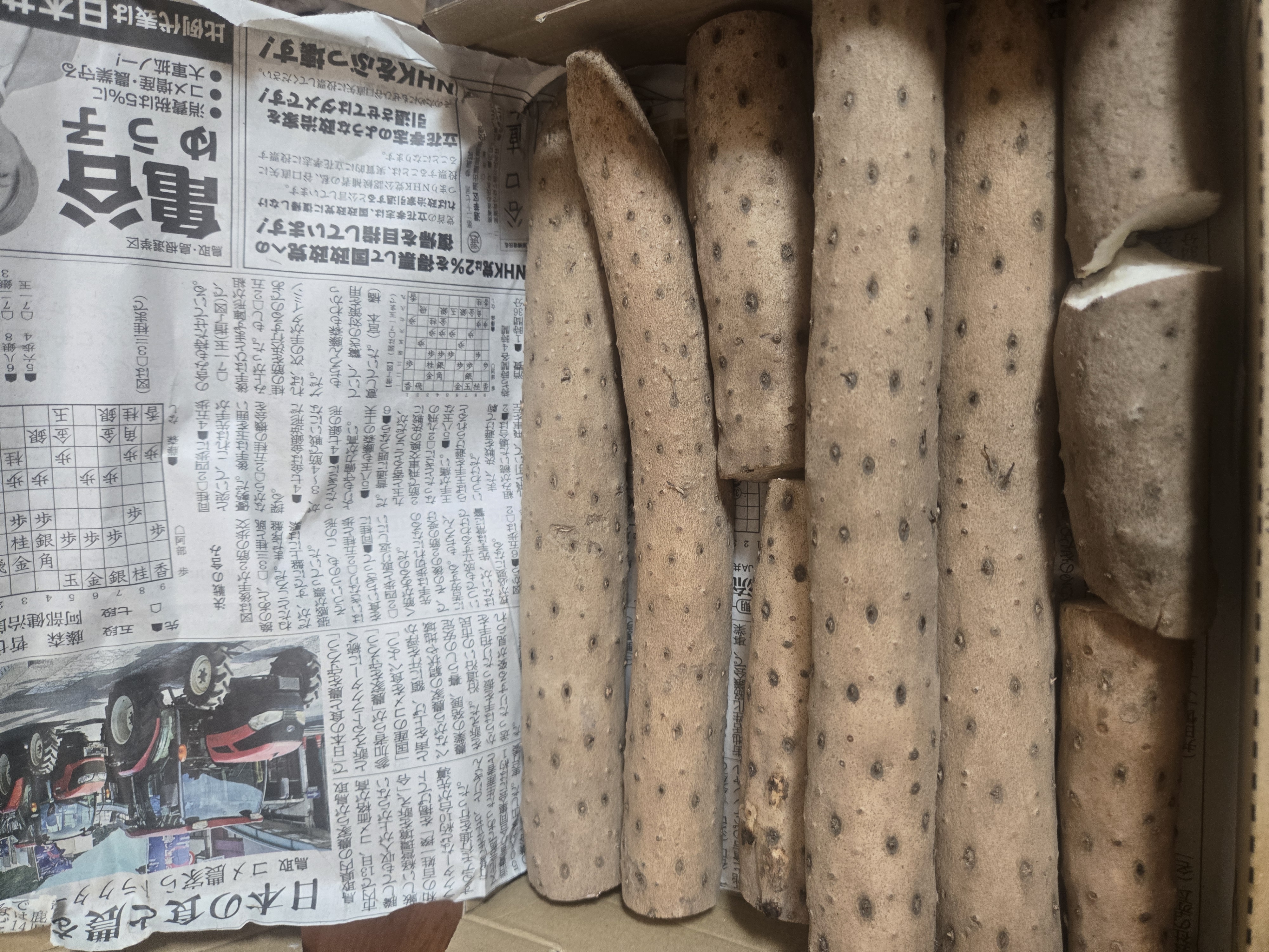 家庭用】ねばりっこ とりたて 10kg程度 長芋 とろろ ねばり 山芋 バラ