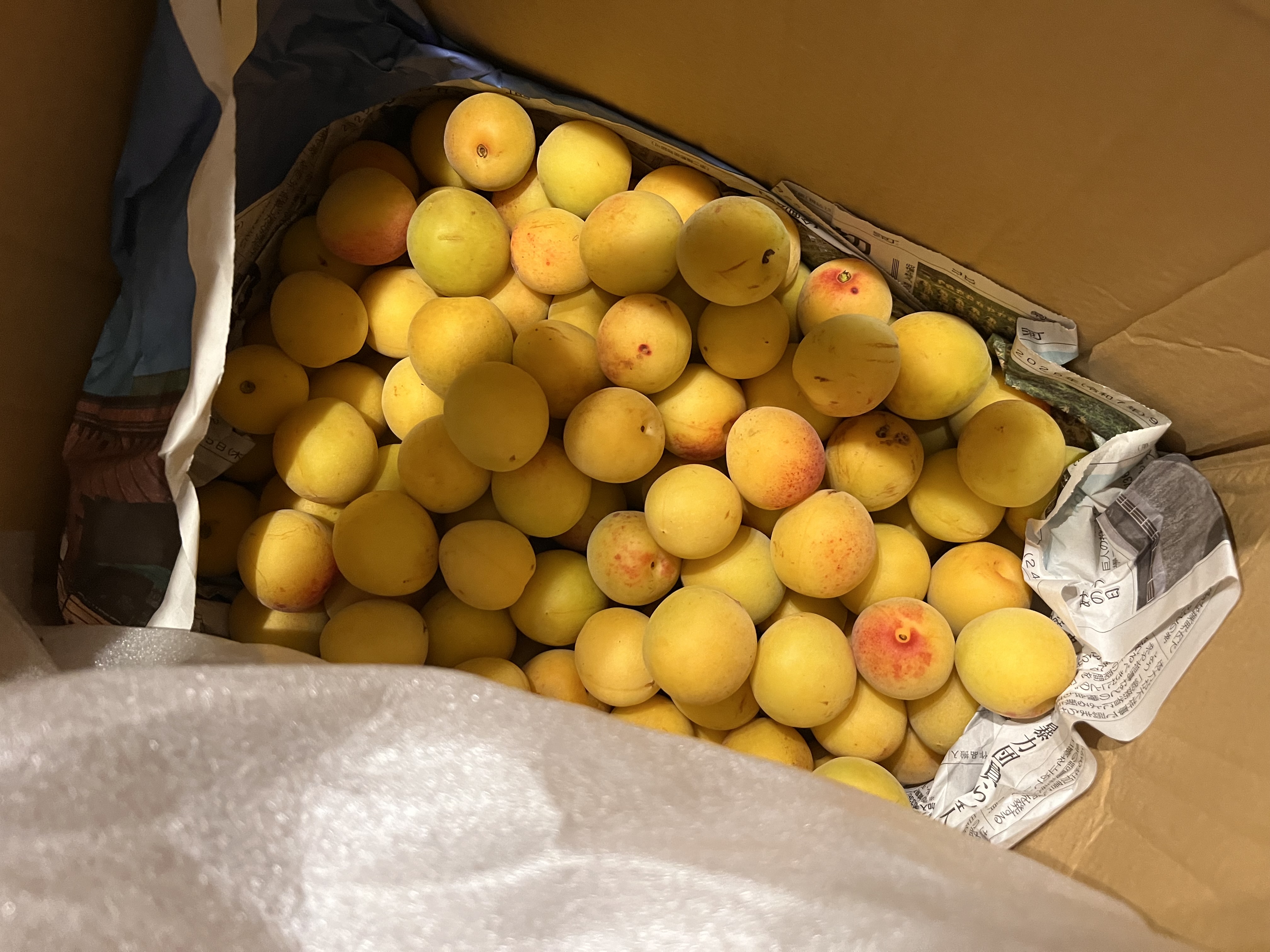 当日採取でお届け】 天然物 山椒の木の芽 若芽 40g 山菜 宮城県西根の
