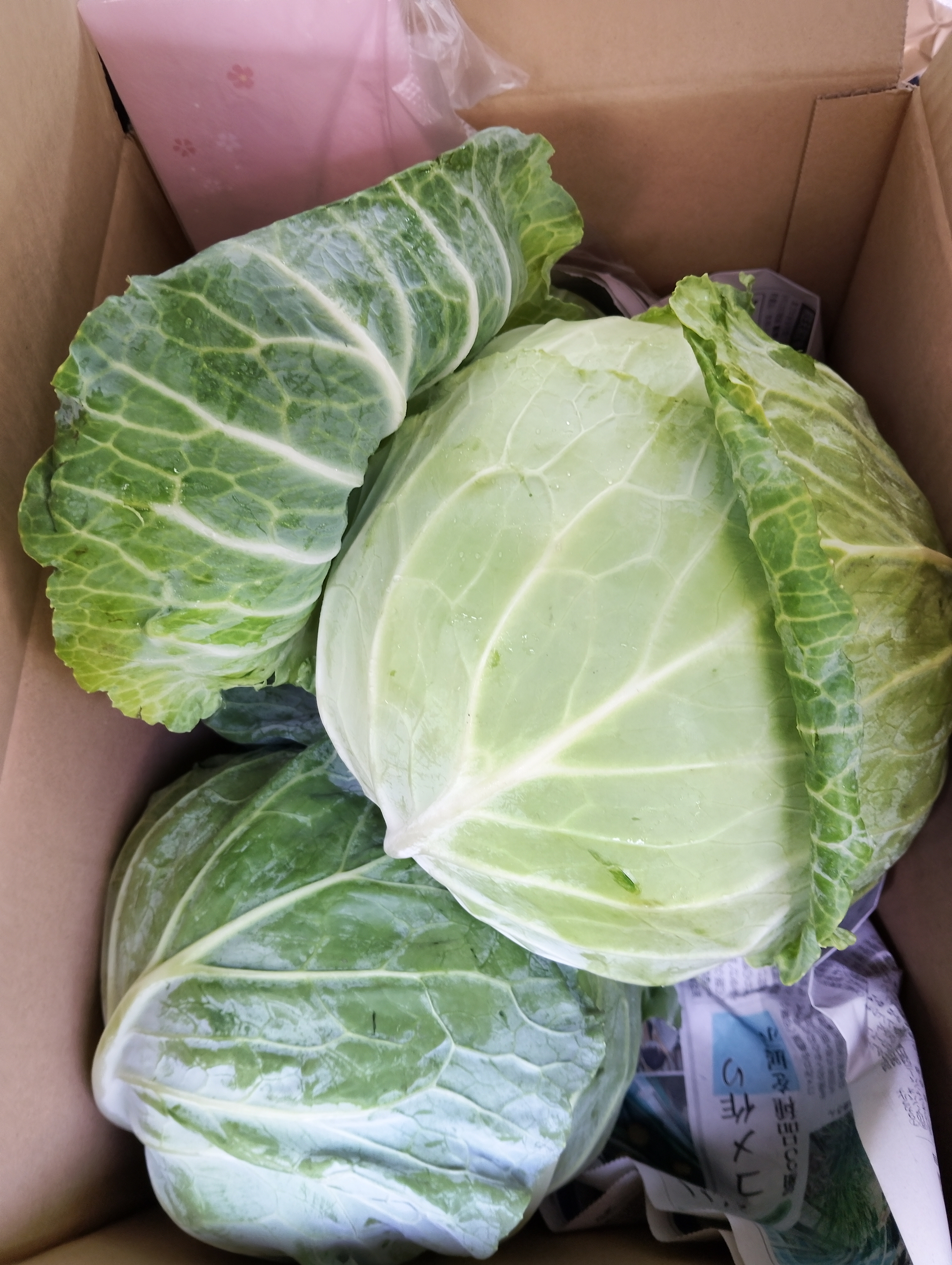 高原キャベツ 3玉セット ｜ 野菜/キャベツ 産直アウル 農家・漁師など