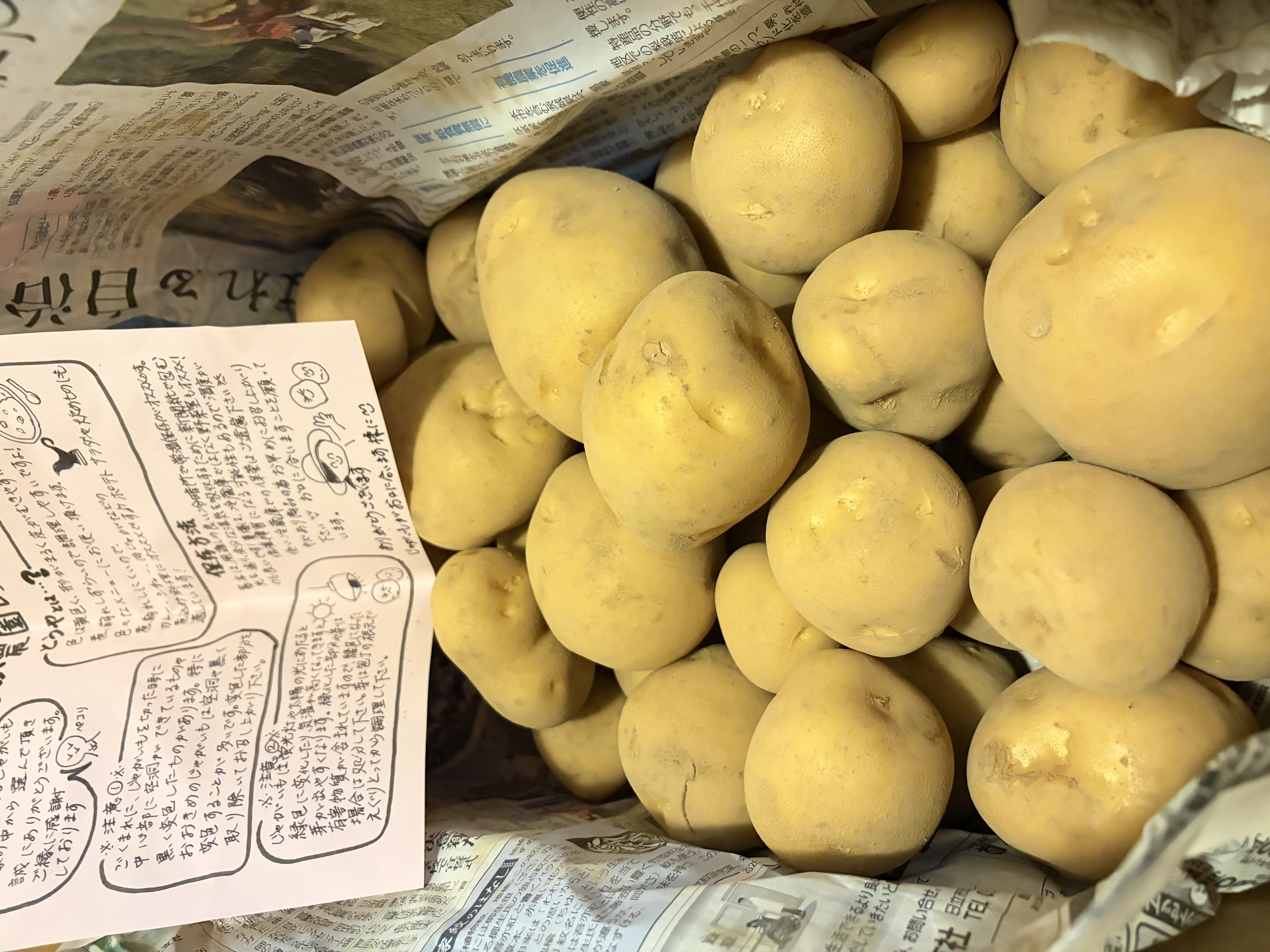 お徳用」茨城県行方市特産 さつまいも(紅はるか)5キロ ｜ 野菜