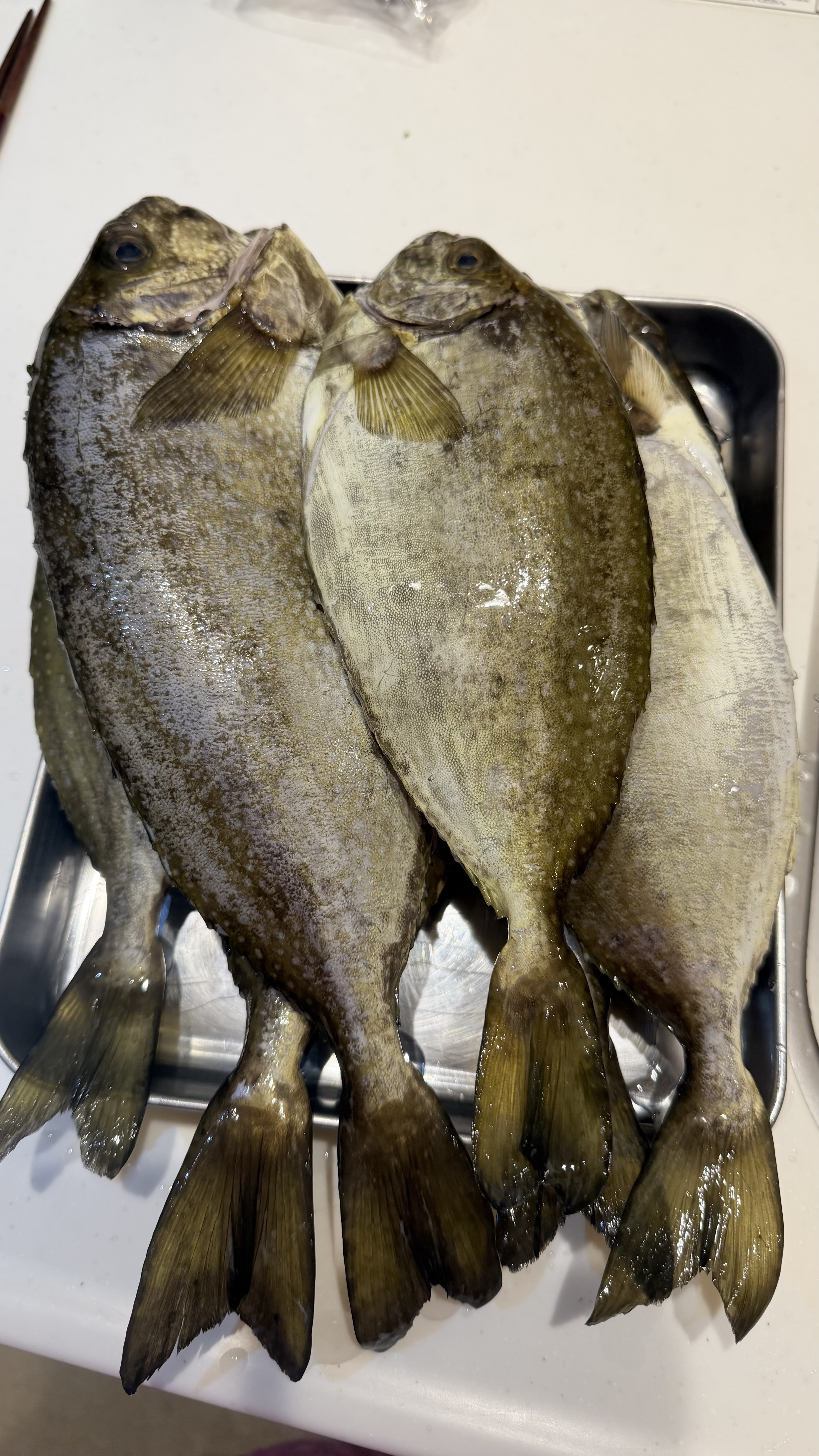 法螺貝　43cm(直接39cm)1366g 法螺貝 ｜ 魚介類/その他貝類 産直アウル 農家・漁師など生産者から