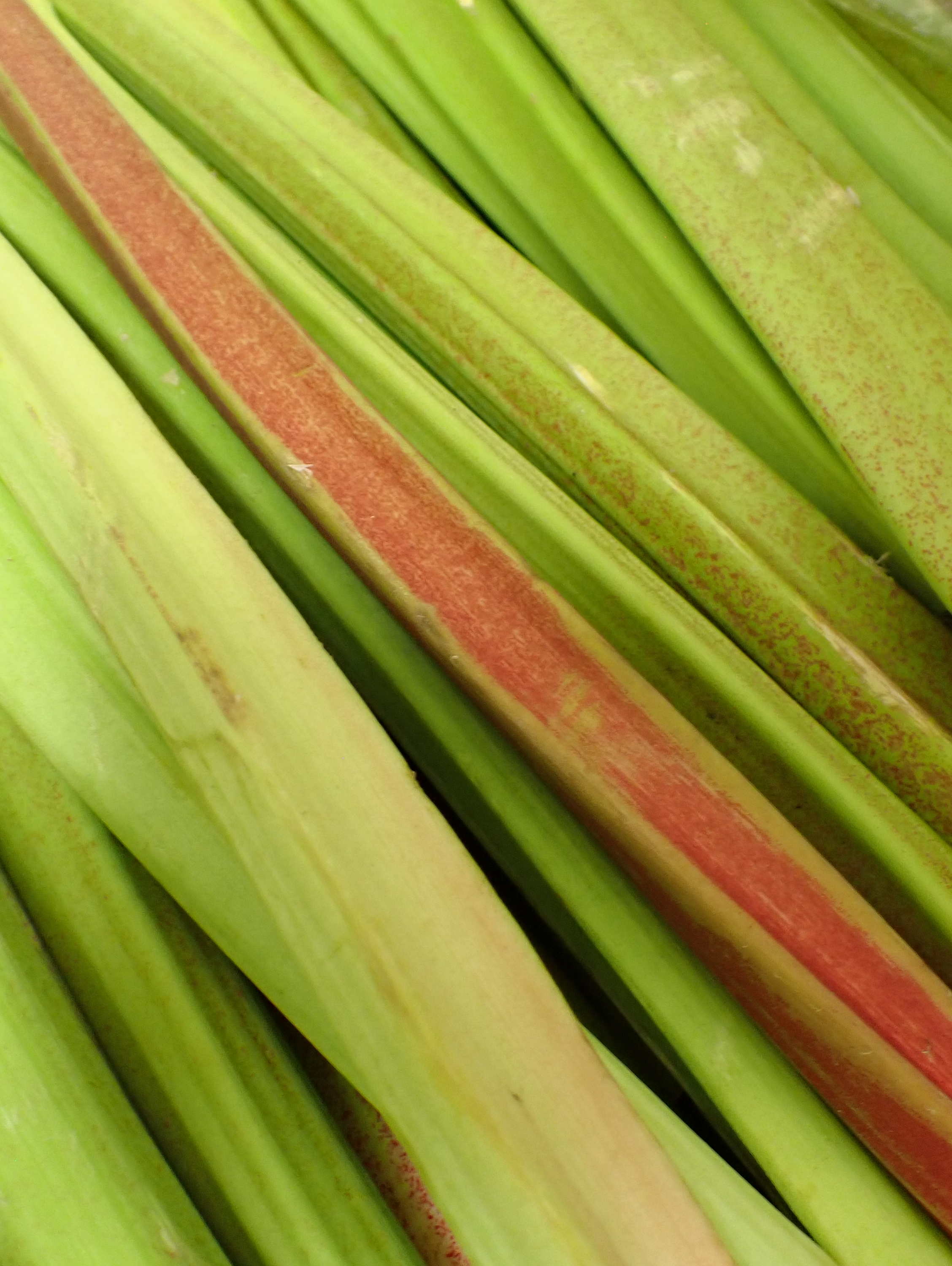 信州産 ルバーブ ミックスカラー 冷凍/5キロ箱込み ｜ 野菜/ハーブ