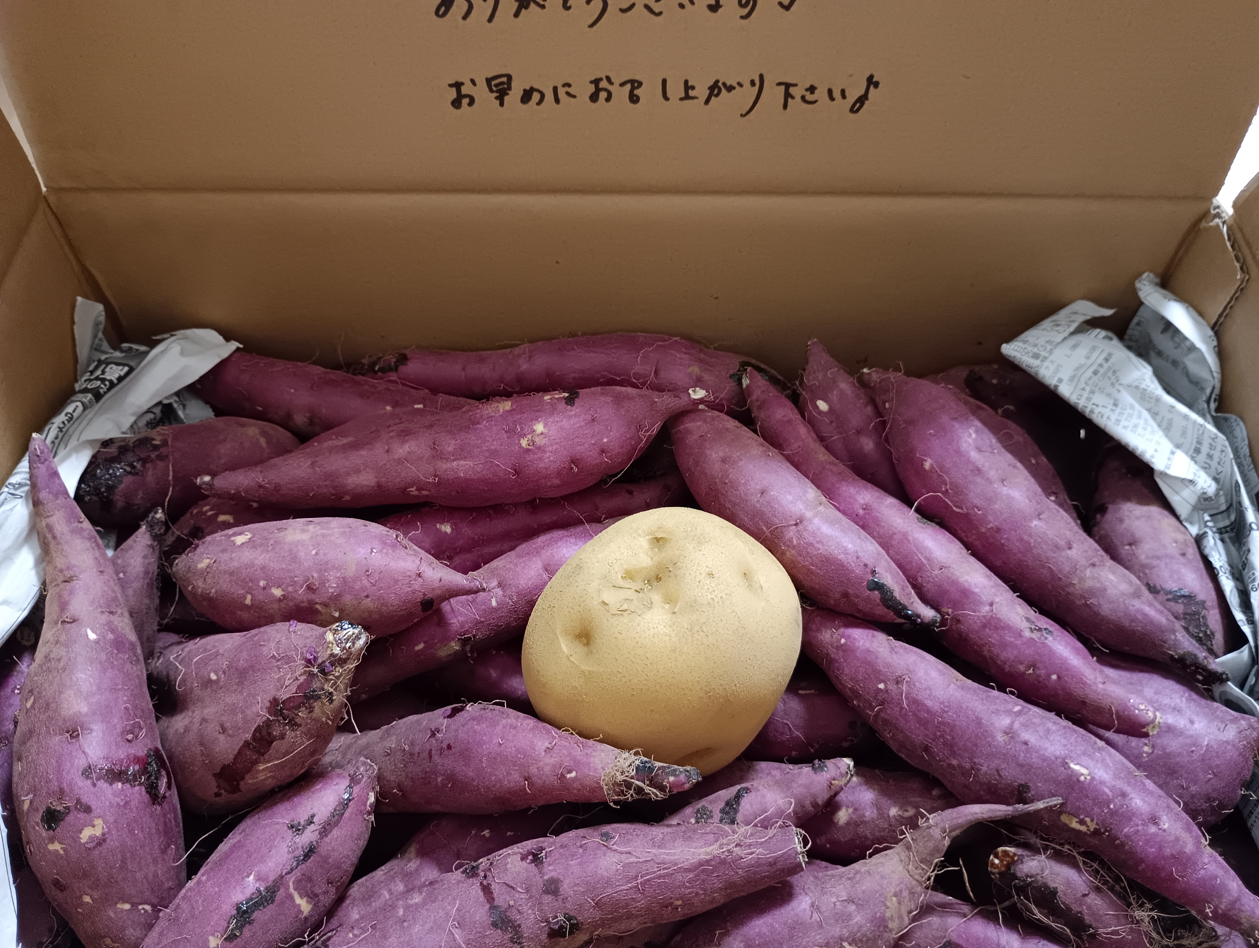 茨城県行方市特産 さつまいも(べにはるか) 『A品』Mサイズ ｜ 野菜