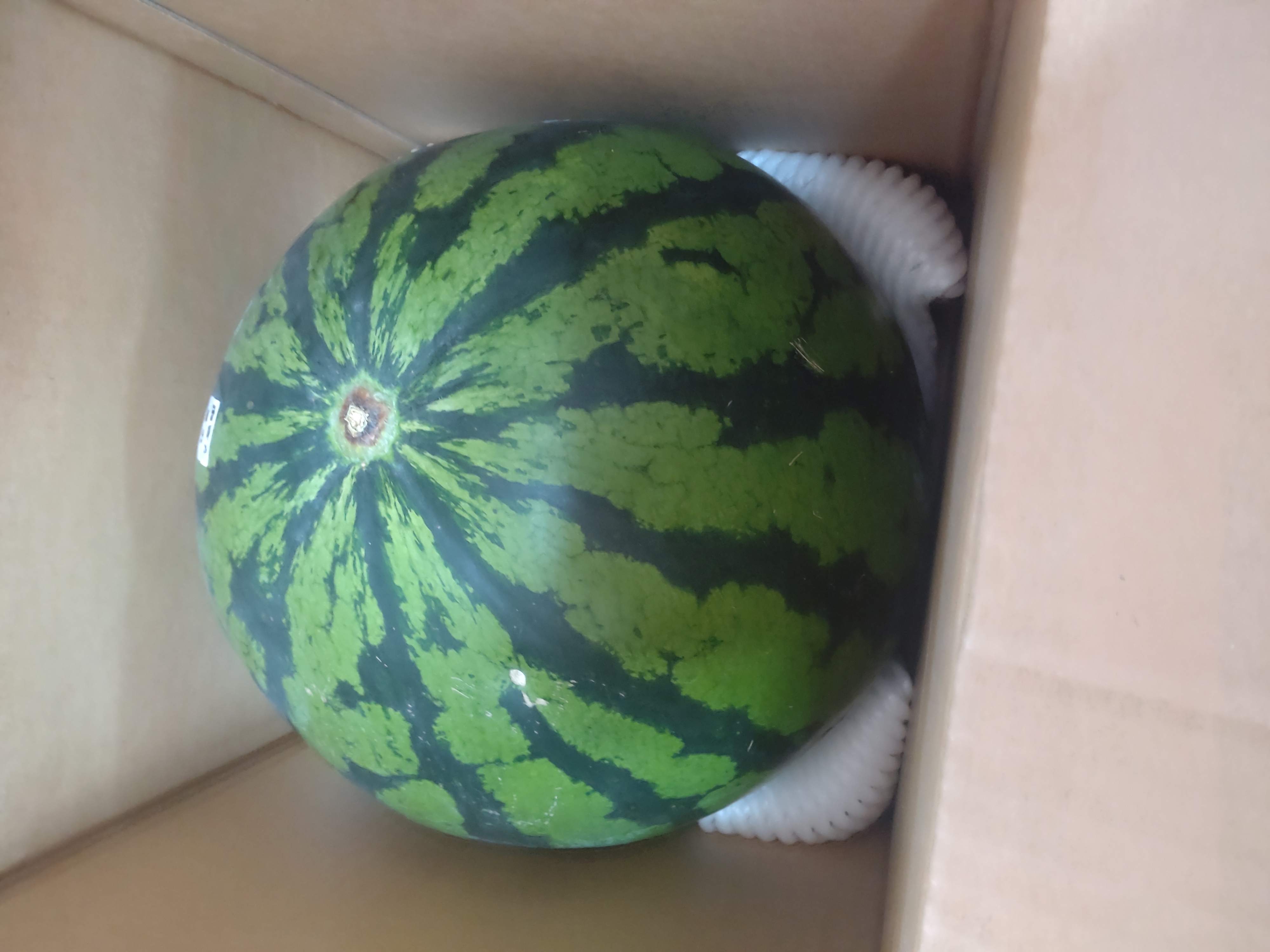 Lサイズ🍉】 羅皇ザスウィート 2玉 小ぶりなサイズ ｜ 果物/スイカ