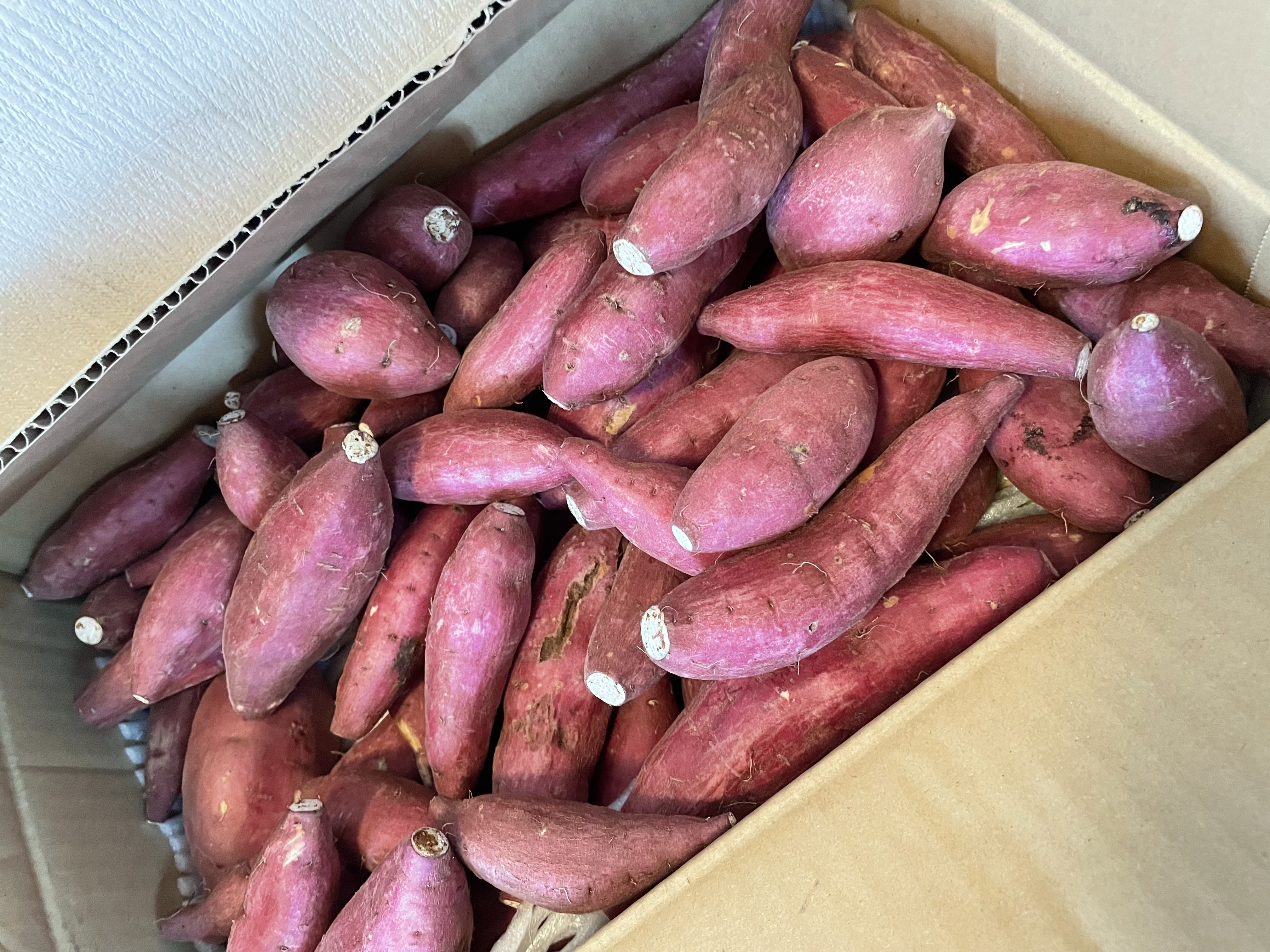 九州 熊本産 ミニトマト 約3kg 2S～2L 不揃い (002) 野菜 フルーツ