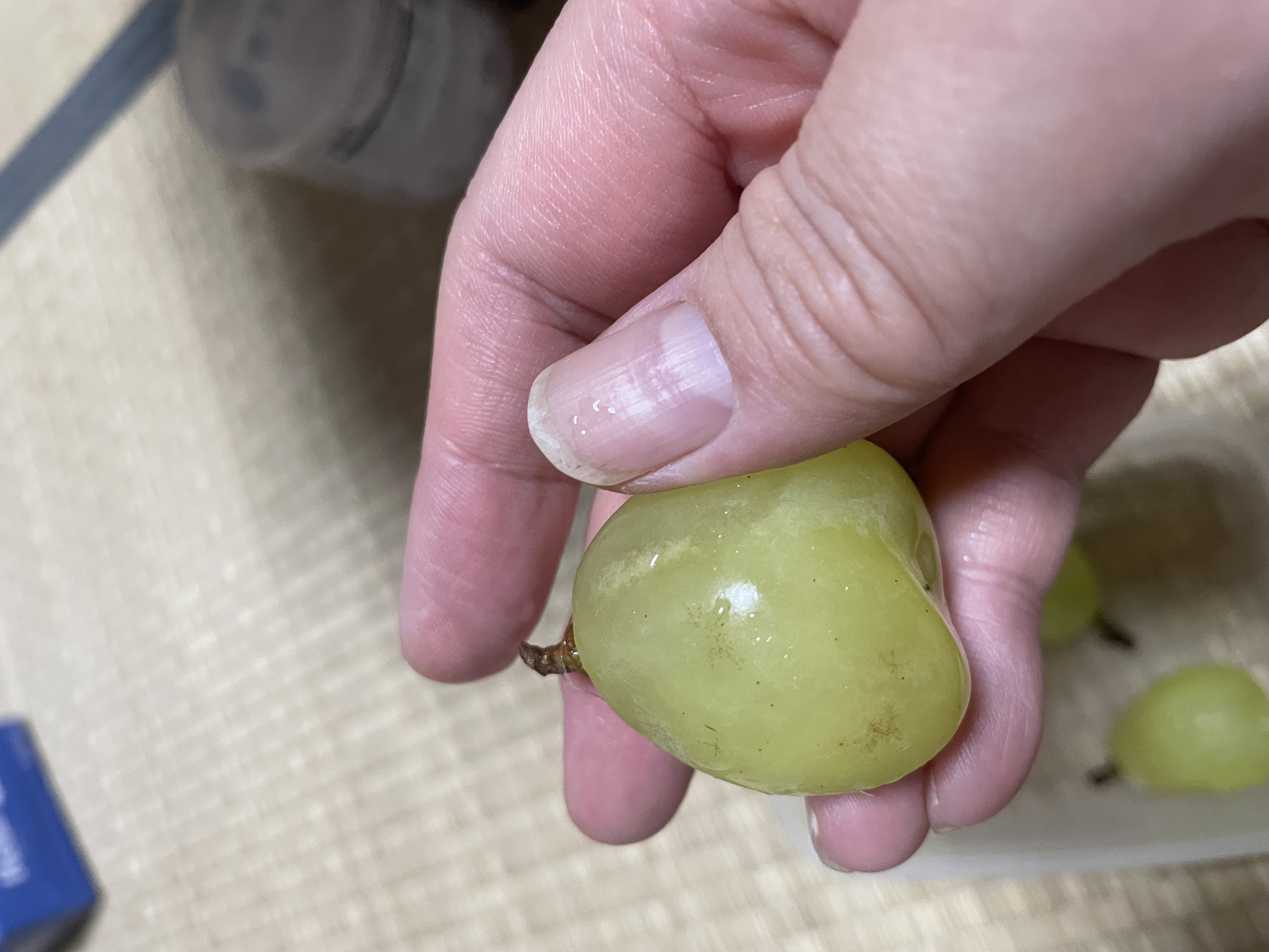 贈答用】美味しさをぎゅっと 大粒ぶどう 藤稔1房 ｜ 果物/ぶどう 産直