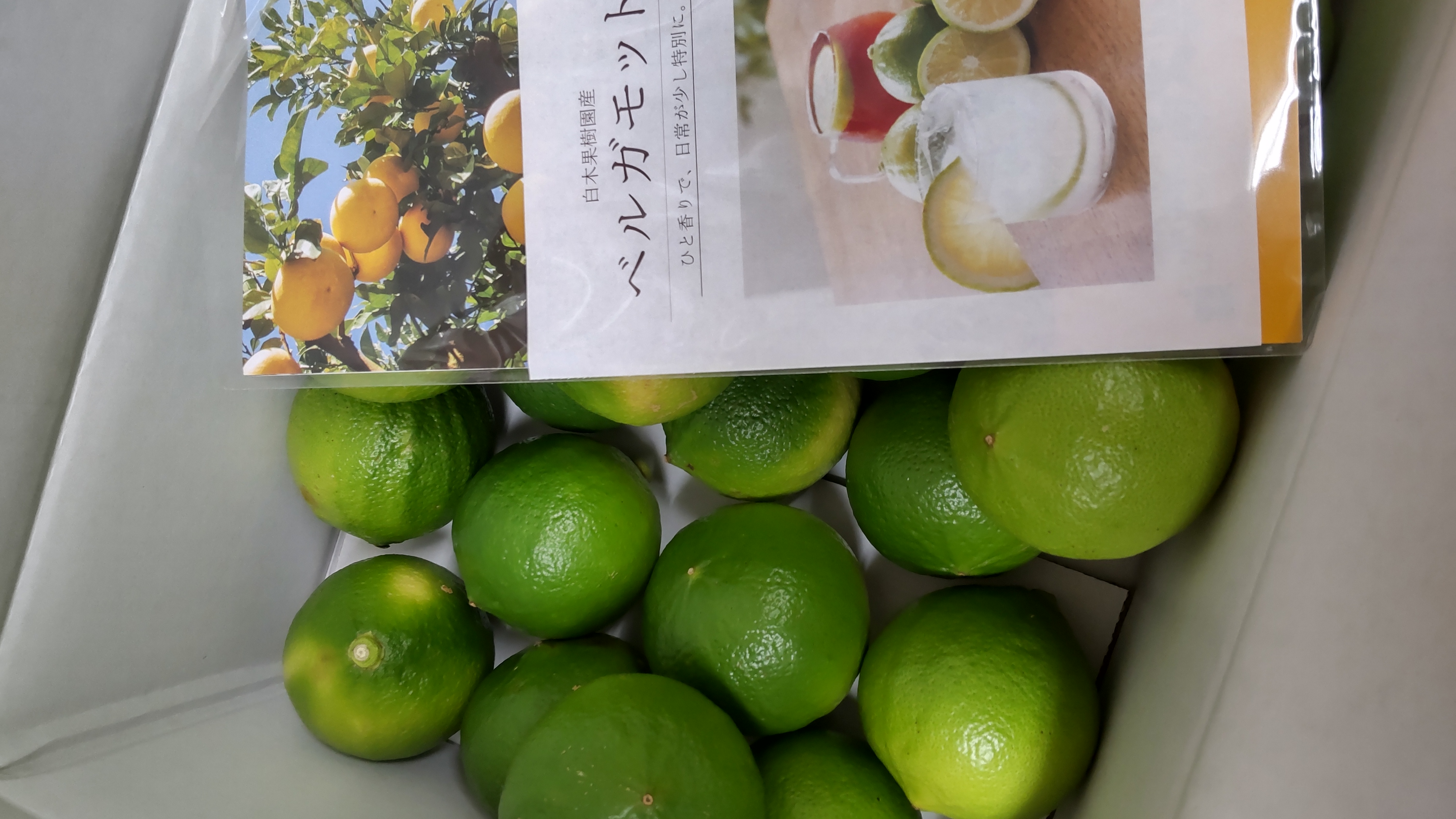 白木果樹園産(国産)ベルガモット 約3kg ｜ 果物/オレンジ・その他
