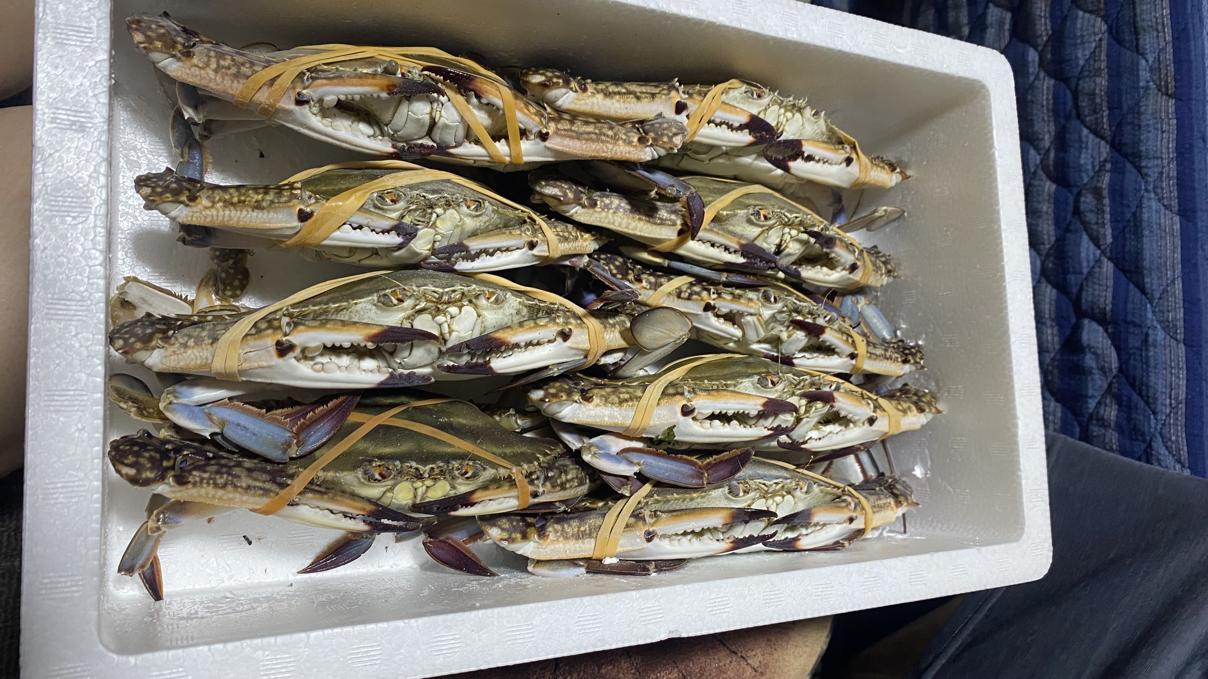 2kg 活梱包！訳ありワタリガニ オスメス混合 日本三景松島産 ガサミ