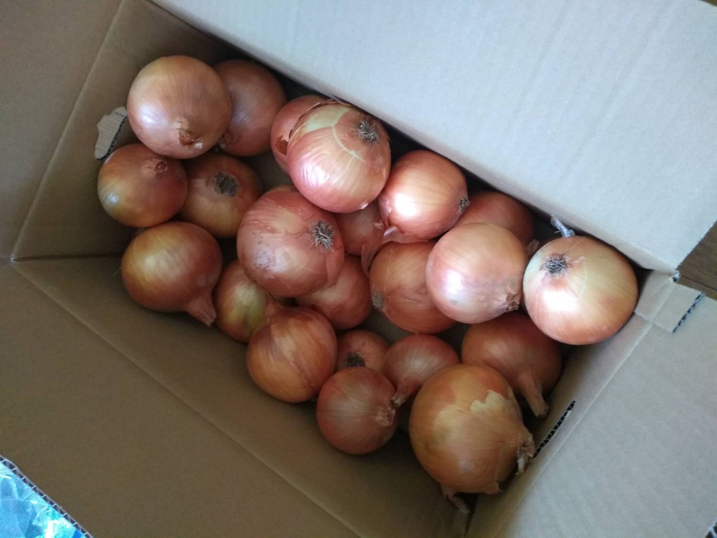 淡路島の訳有り玉ねぎと季節野菜のセット | 野菜/野菜セット