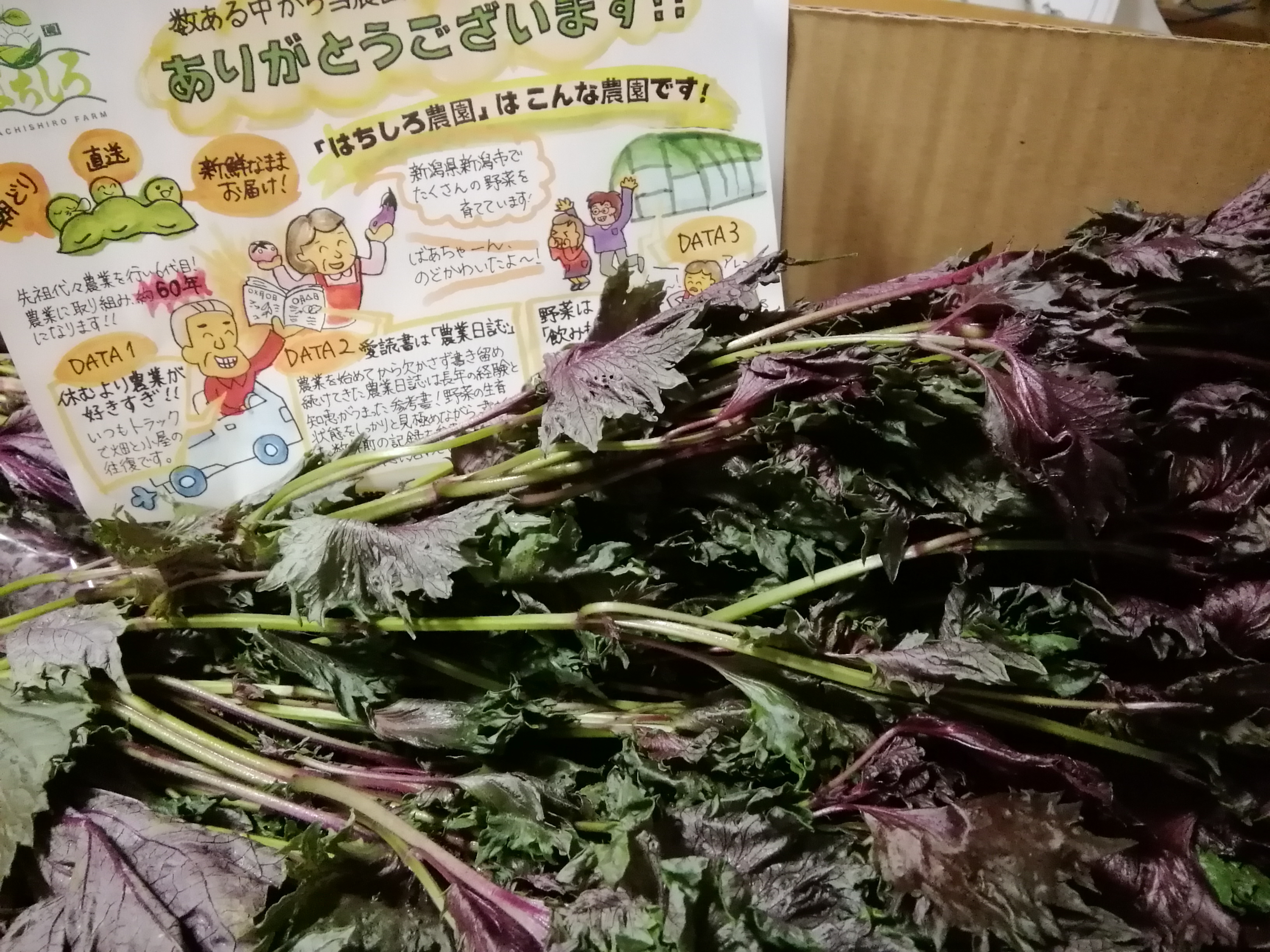 赤紫蘇【2kg】 ｜ 野菜/ハーブ 産直アウル 農家・漁師など生産者から