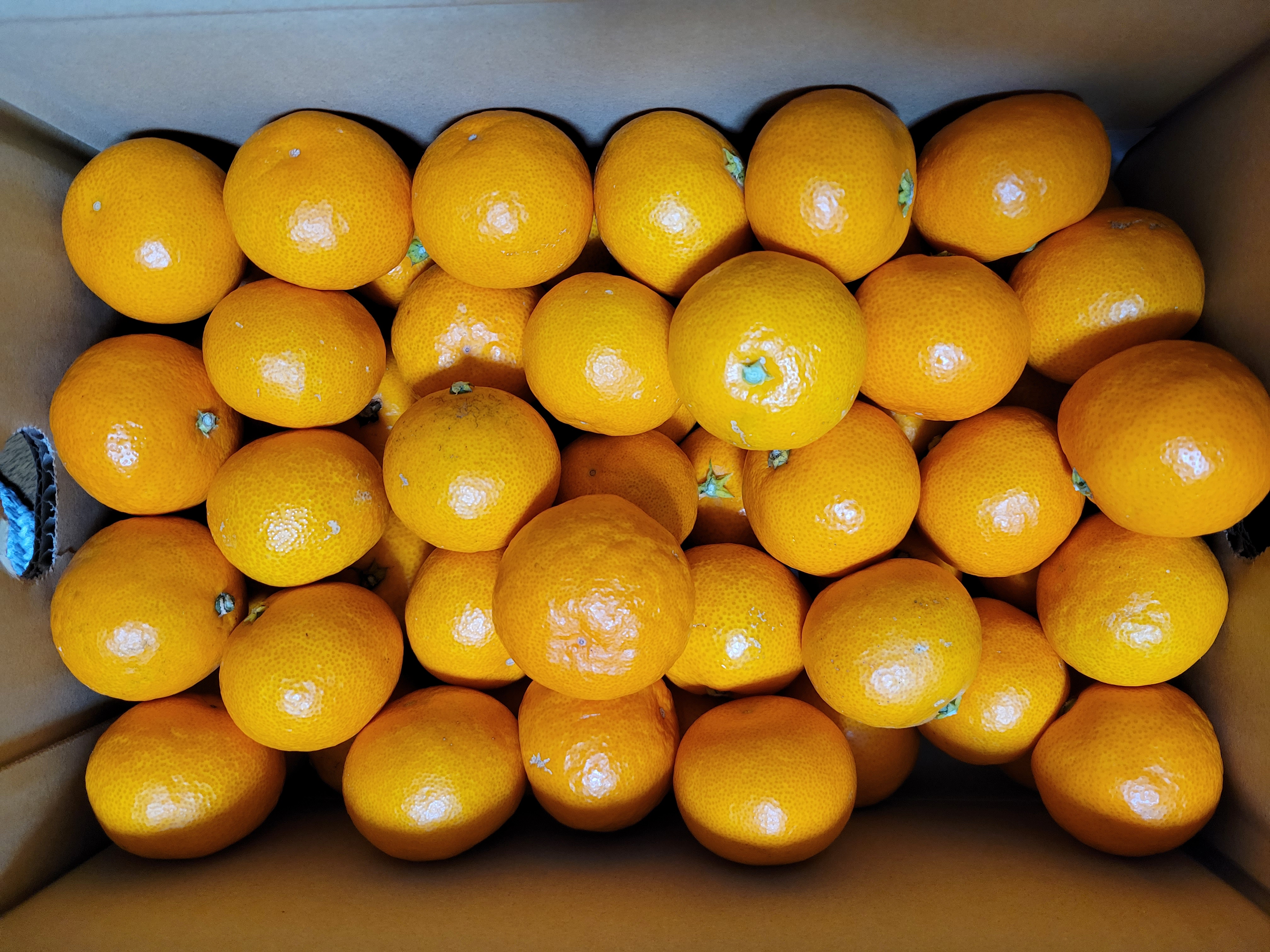 小玉 有田みかん 3S〜2Sｻｲｽﾞ(キズあり)箱込み3kg | 果物/温州みかん