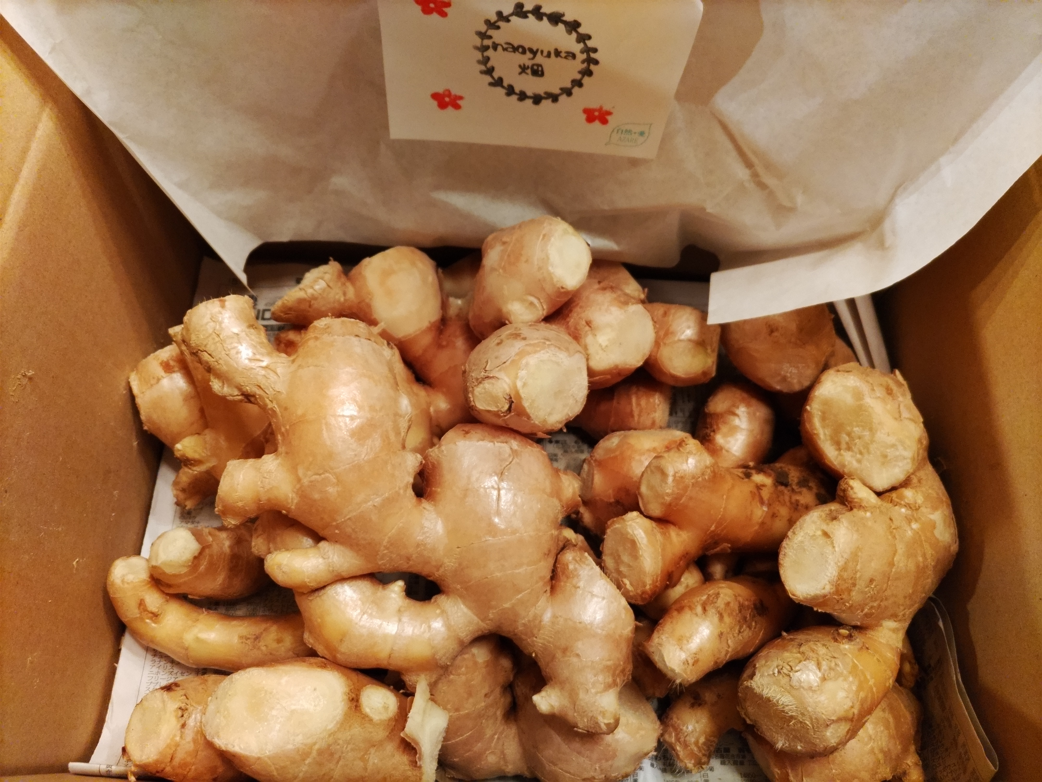 高知県産 朝採り新生姜3キロ 訳あり | 野菜/薬味 産直アウル 農家から