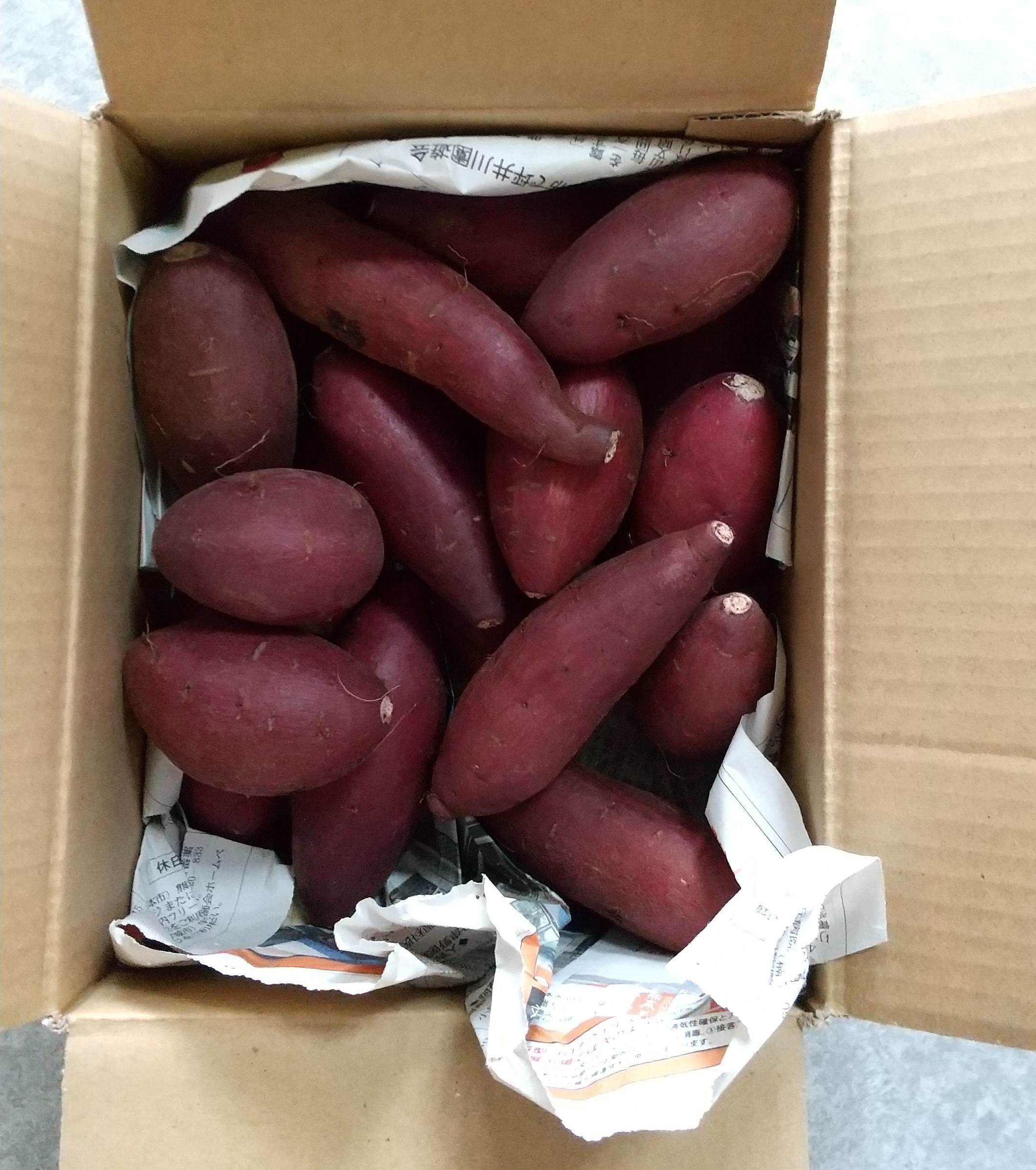 熟成 ミニシルクスイート 約1kg さつまいも 密芋 SSサイズ&Mサイズ 