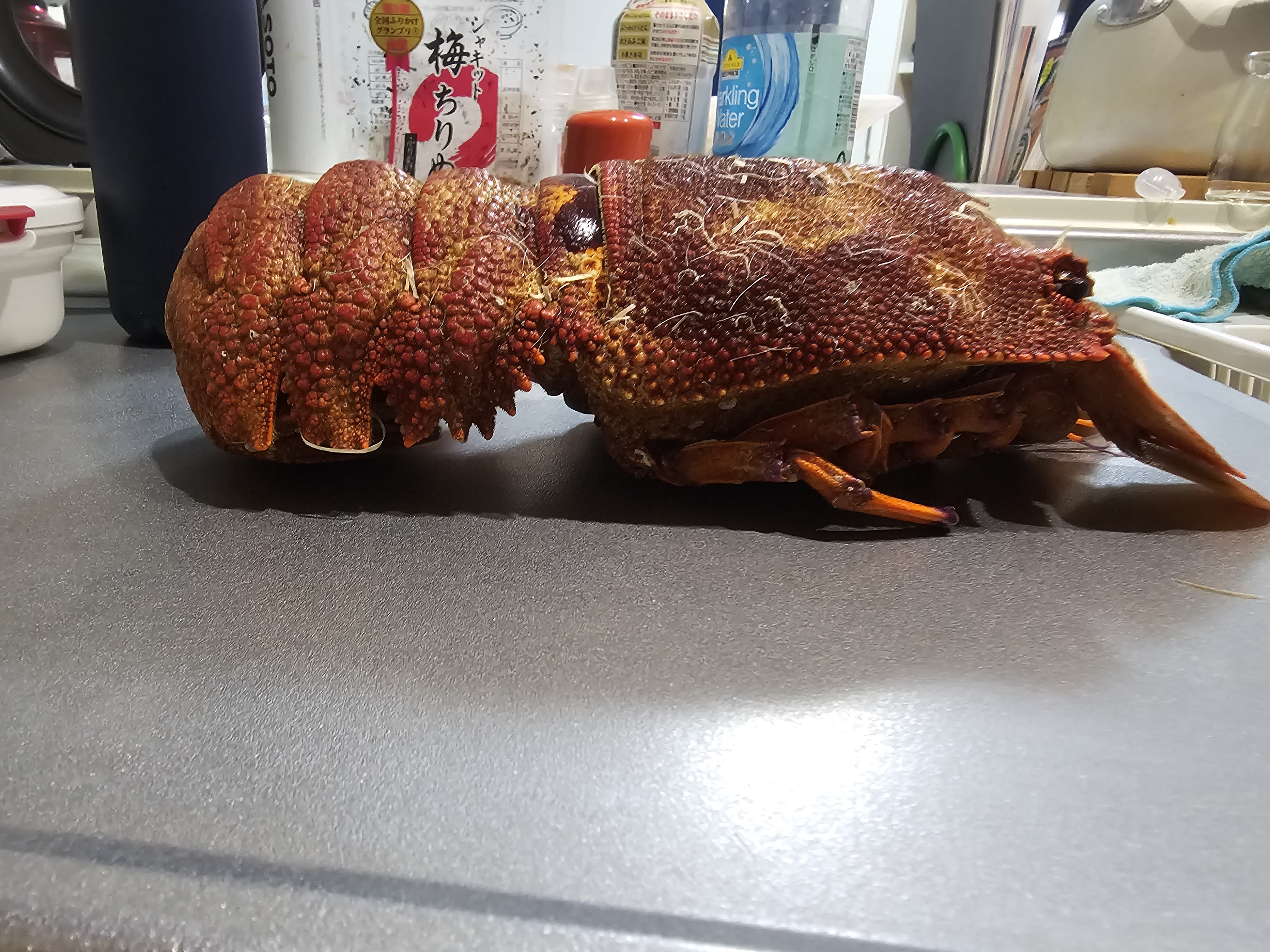 セミエビ！ 1匹 1.2㎏ | 魚介類/エビ 産直アウル 農家から直接野菜