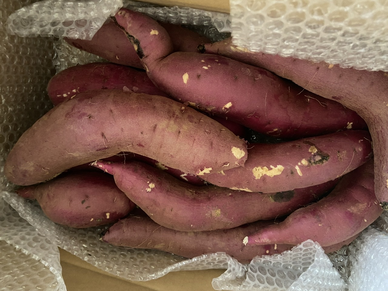 オヤジガオ様220本5月上旬発送分茨城県産紅はるかさつまいも苗ウイルスフリー オヤジガオ様220本5月上旬発送分茨城県産紅はるかさつまいも苗ウイルス