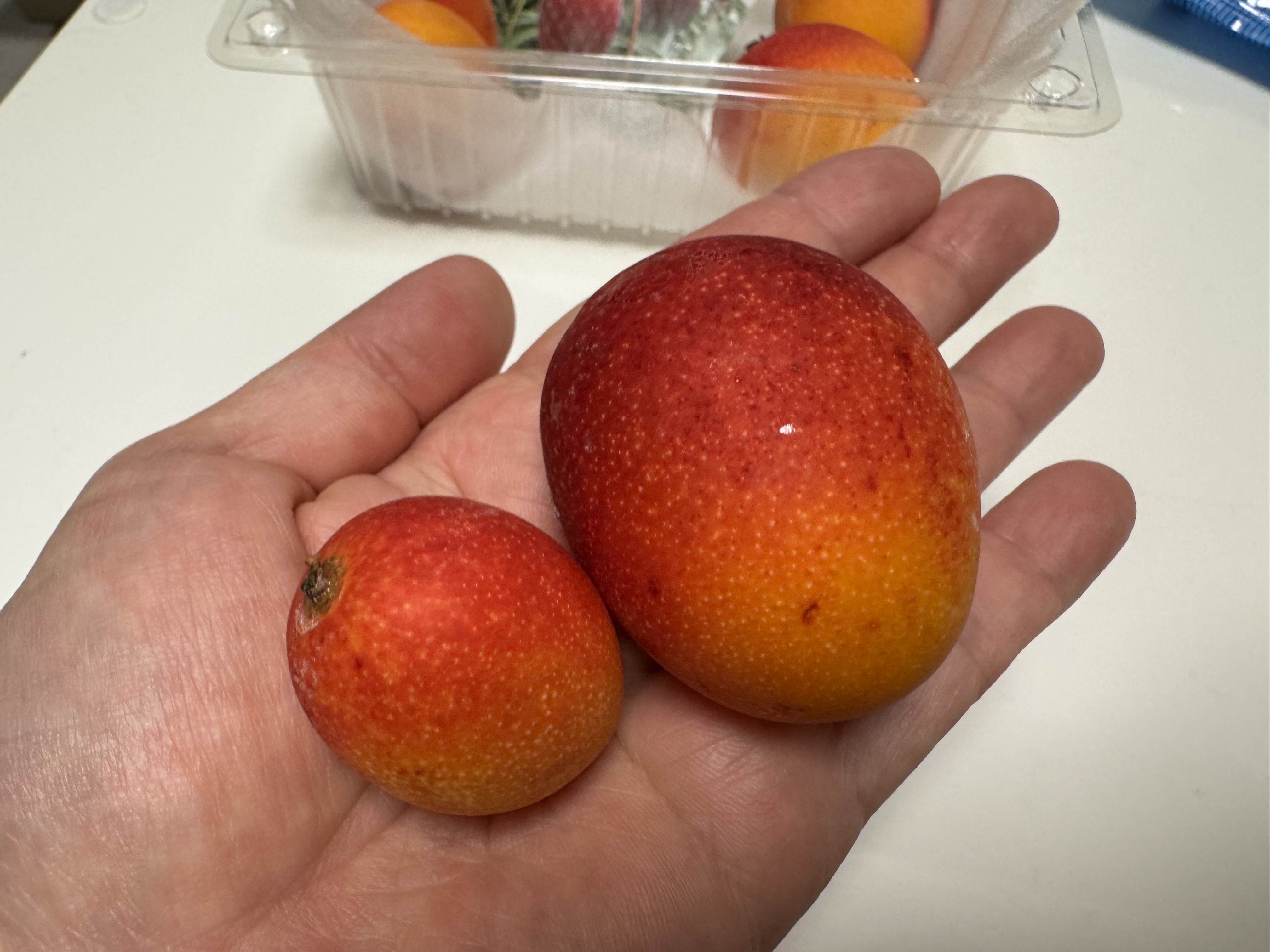 ミニマンゴー | 果物/マンゴー 産直アウル 農家から直接野菜など 