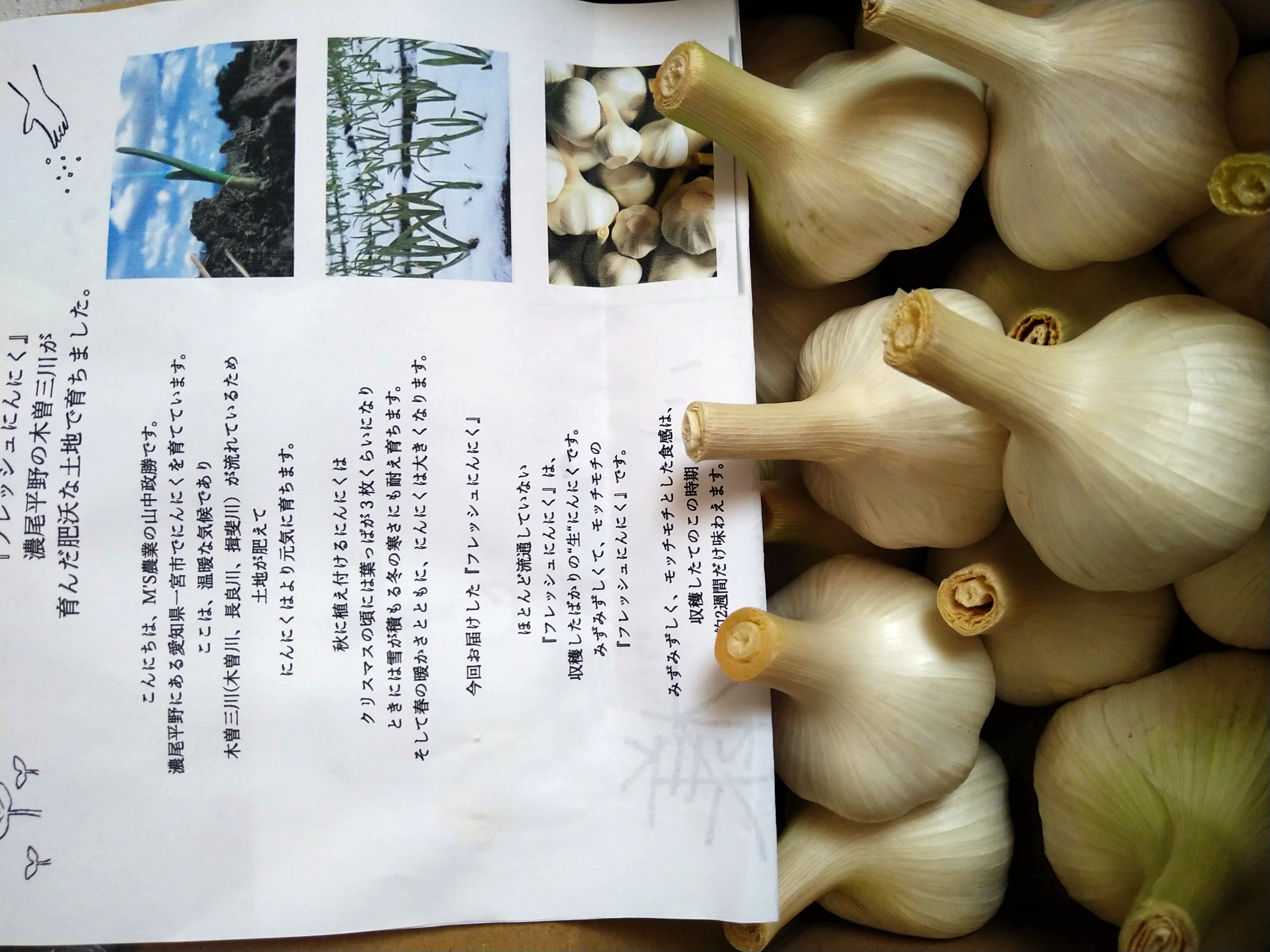 【明日まで割引】新鮮、生にんにく　9kg 愛知県産 田子町産にんにく1kg【バラ】：青森県産のその他ニンニク｜食べ