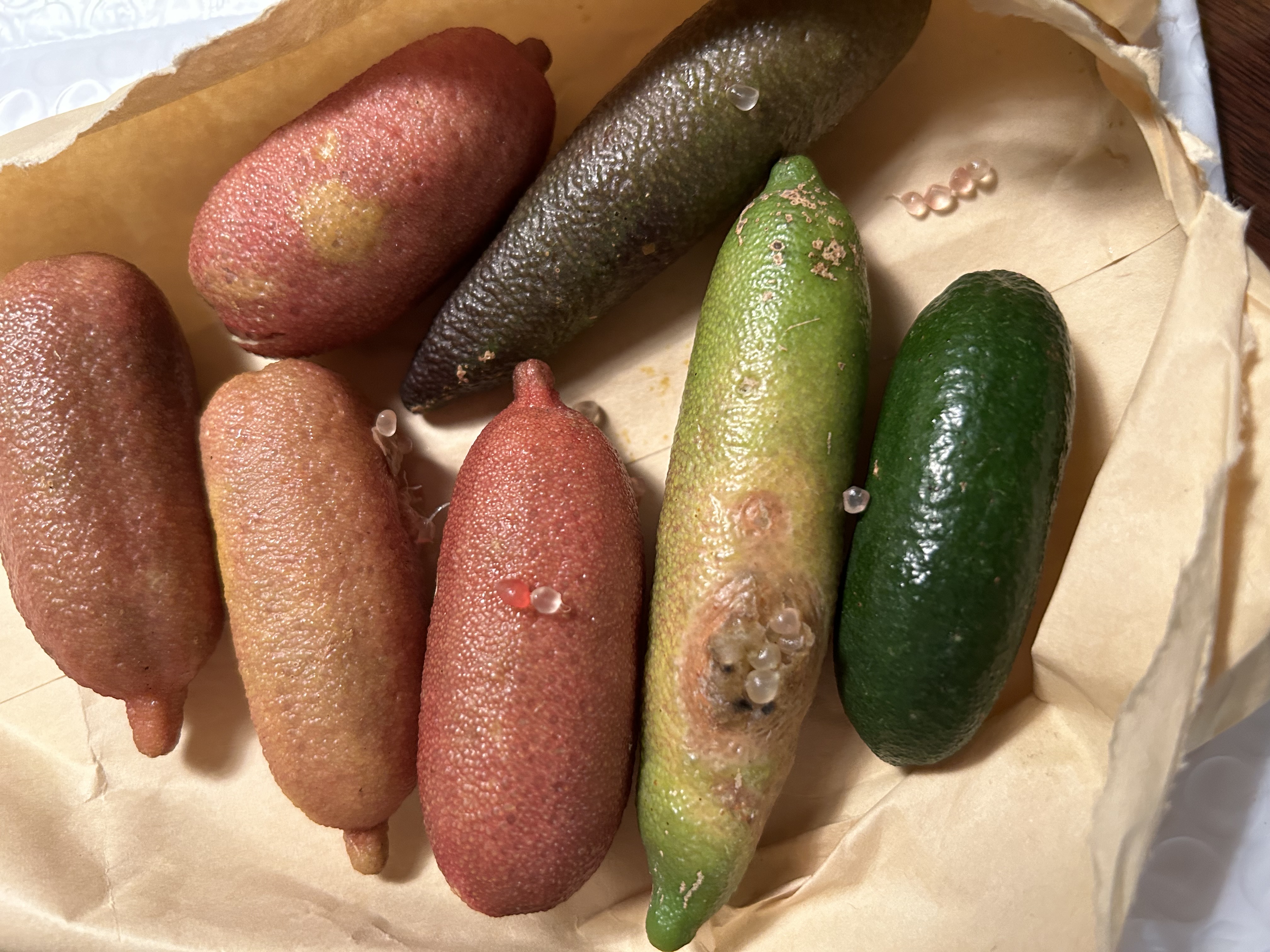 フィンガーライム | 果物/香酸柑橘(ライム・レモン等) 産直アウル 農家