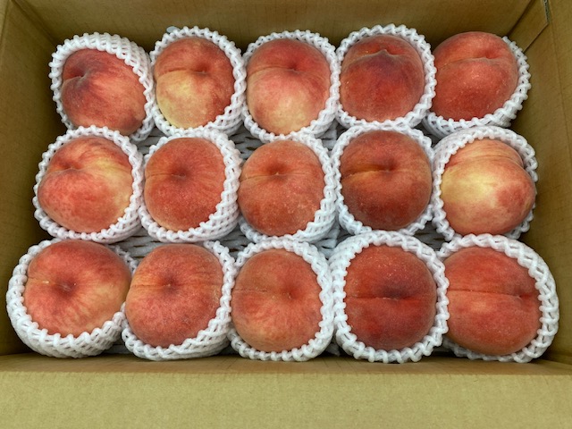 竹かぐや姫さんが 果樹園~die Freude~ の 完熟！みずみずしい山形の桃