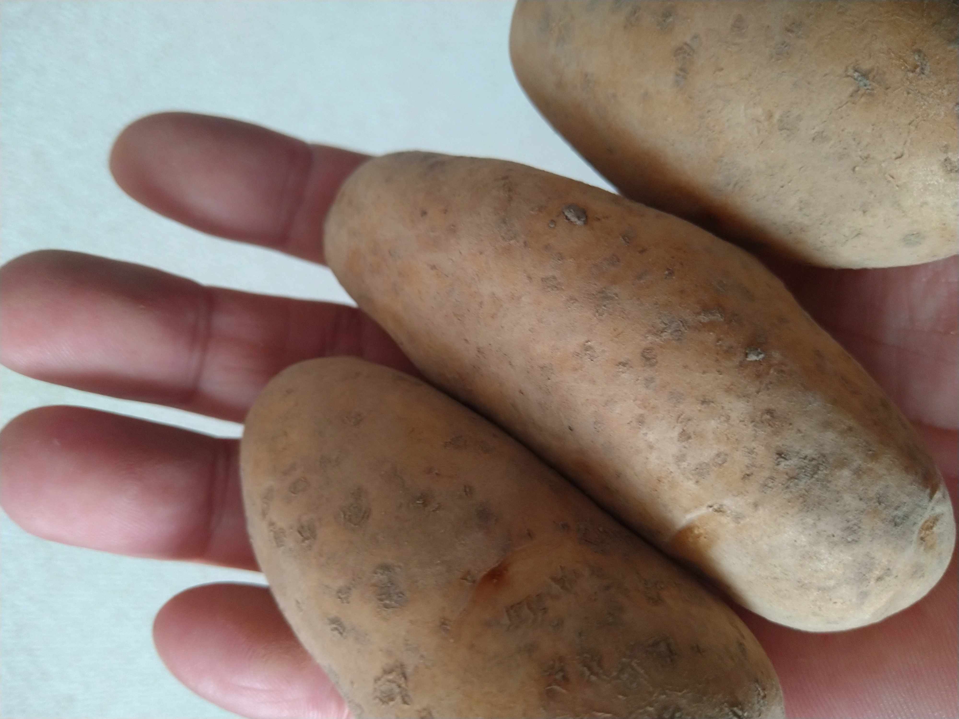 新ジャガ芋(メークイン)Mサイズ