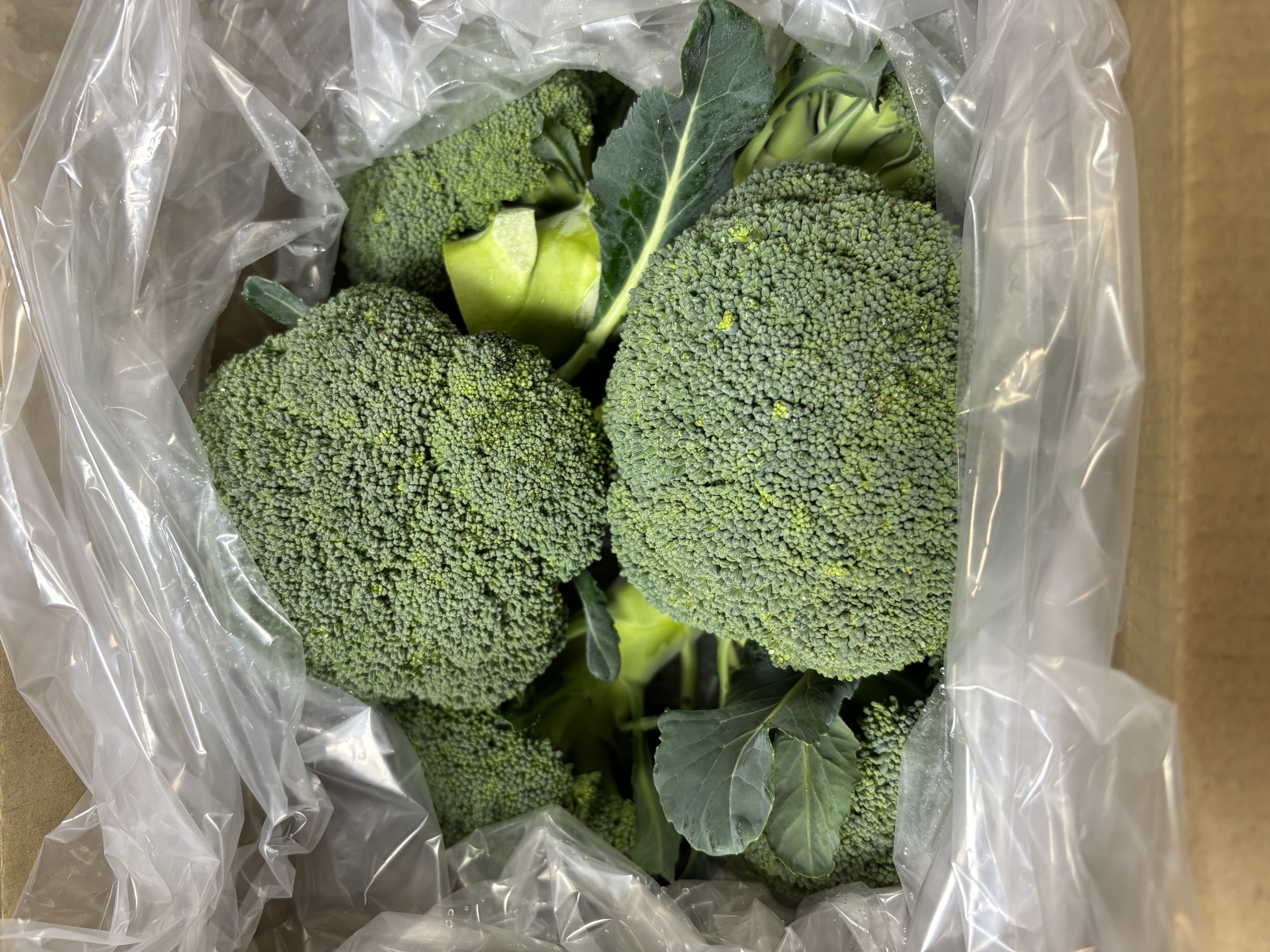 SK9-099 ブロッコリー種子 ペレット5000粒 【野菜種子】【サカタのタネ