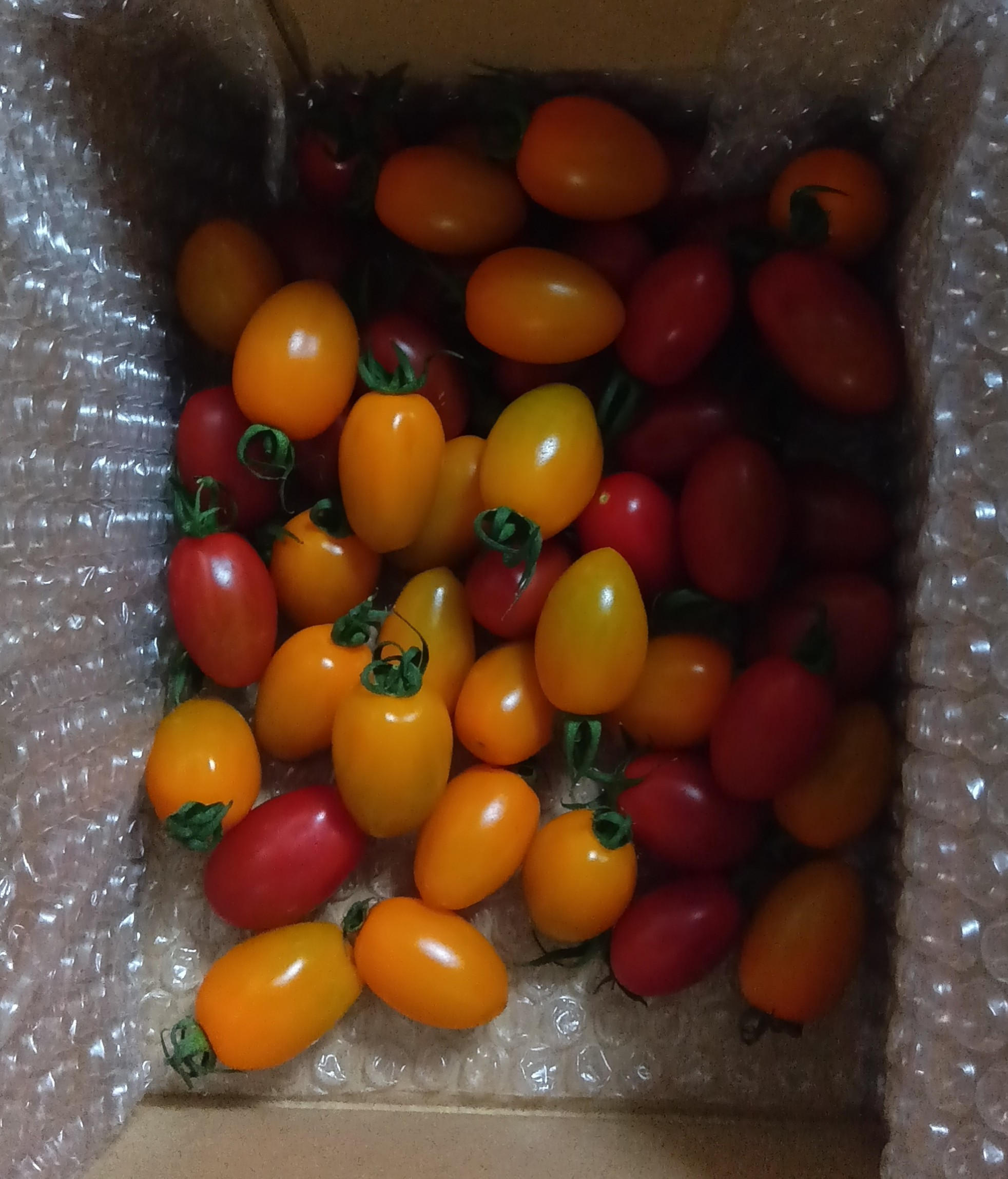 ウォーカーさんが JAPAN vegetables の フラガールトマト赤：橙
