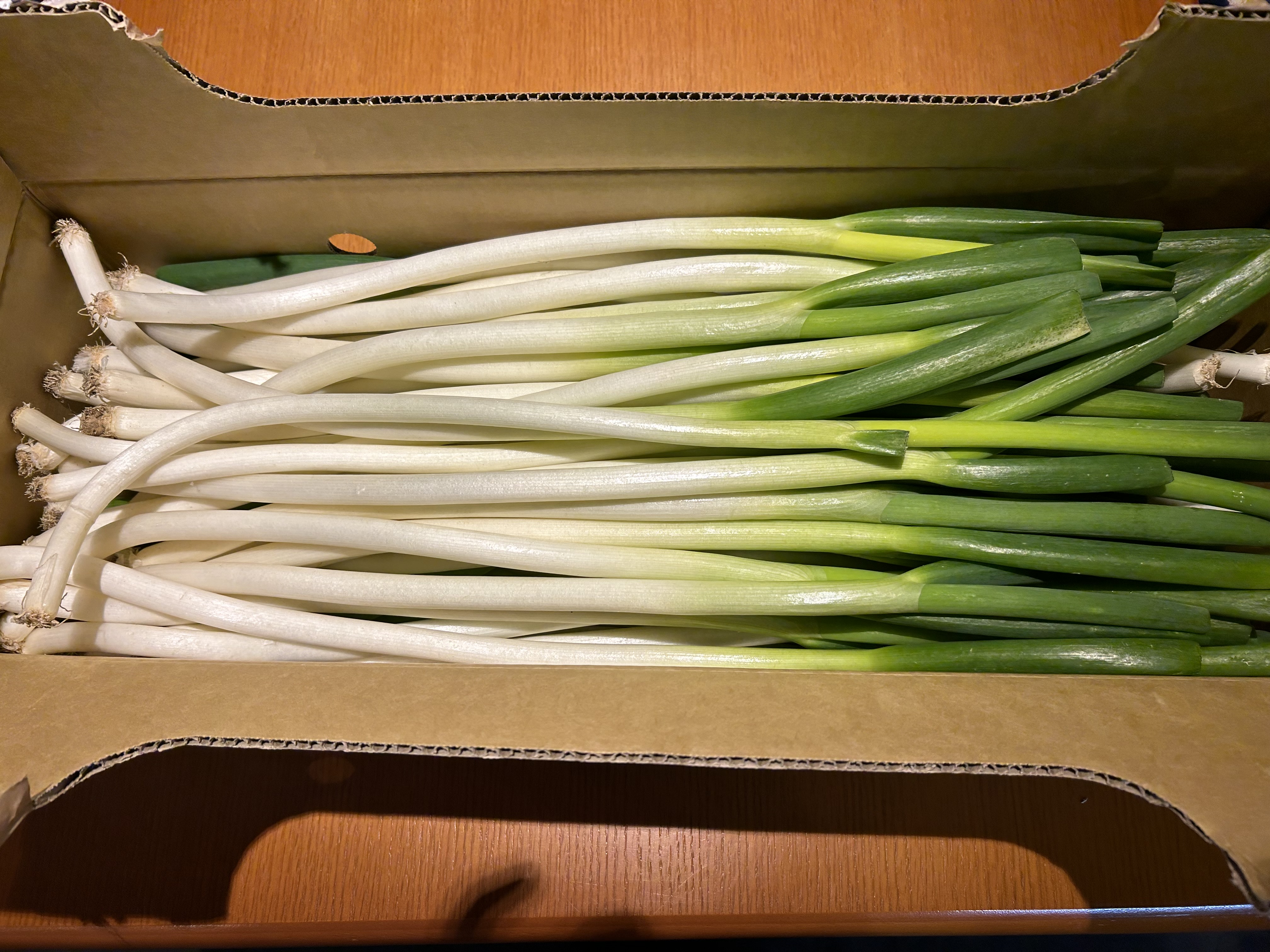 一束100円‼︎安さが自慢！TOMOくんの白ねぎ 3kg(クール便) ｜ 野菜