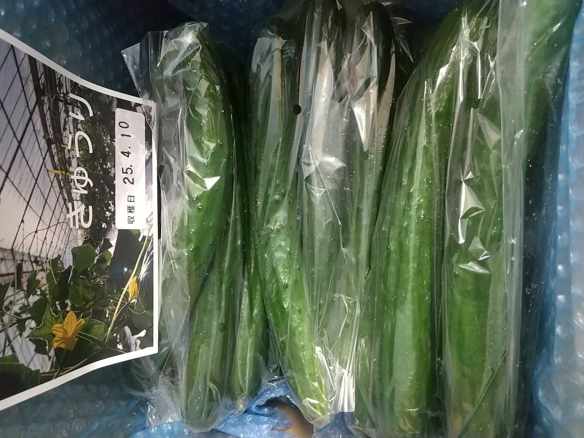 新鮮キュウリ1kg(10本前後)日時指定可【特別栽培農産物】 ｜ 野菜