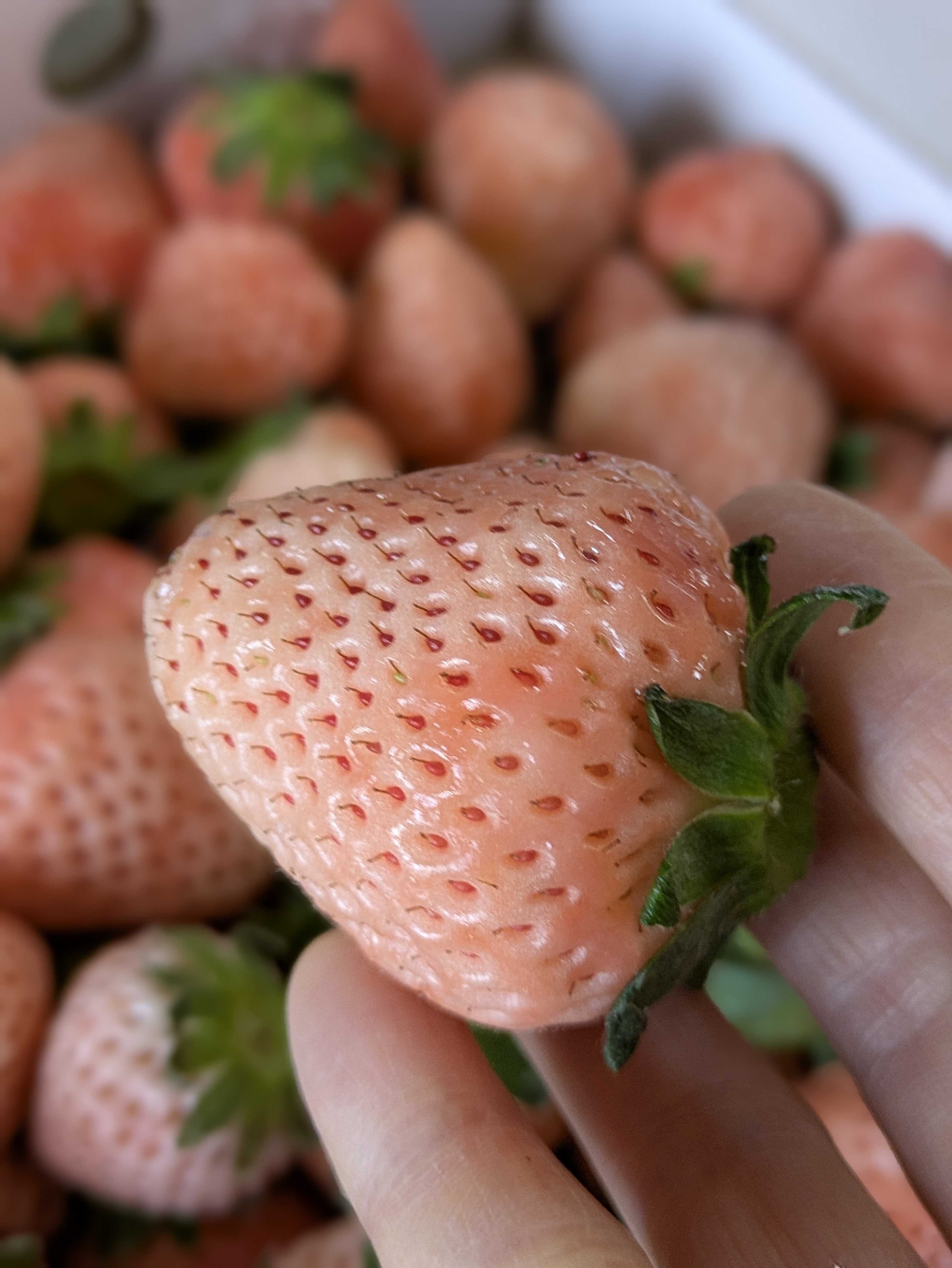 アウルの日】淡路島産白苺 淡雪アイランドベリー 訳ありたっぷり1kg