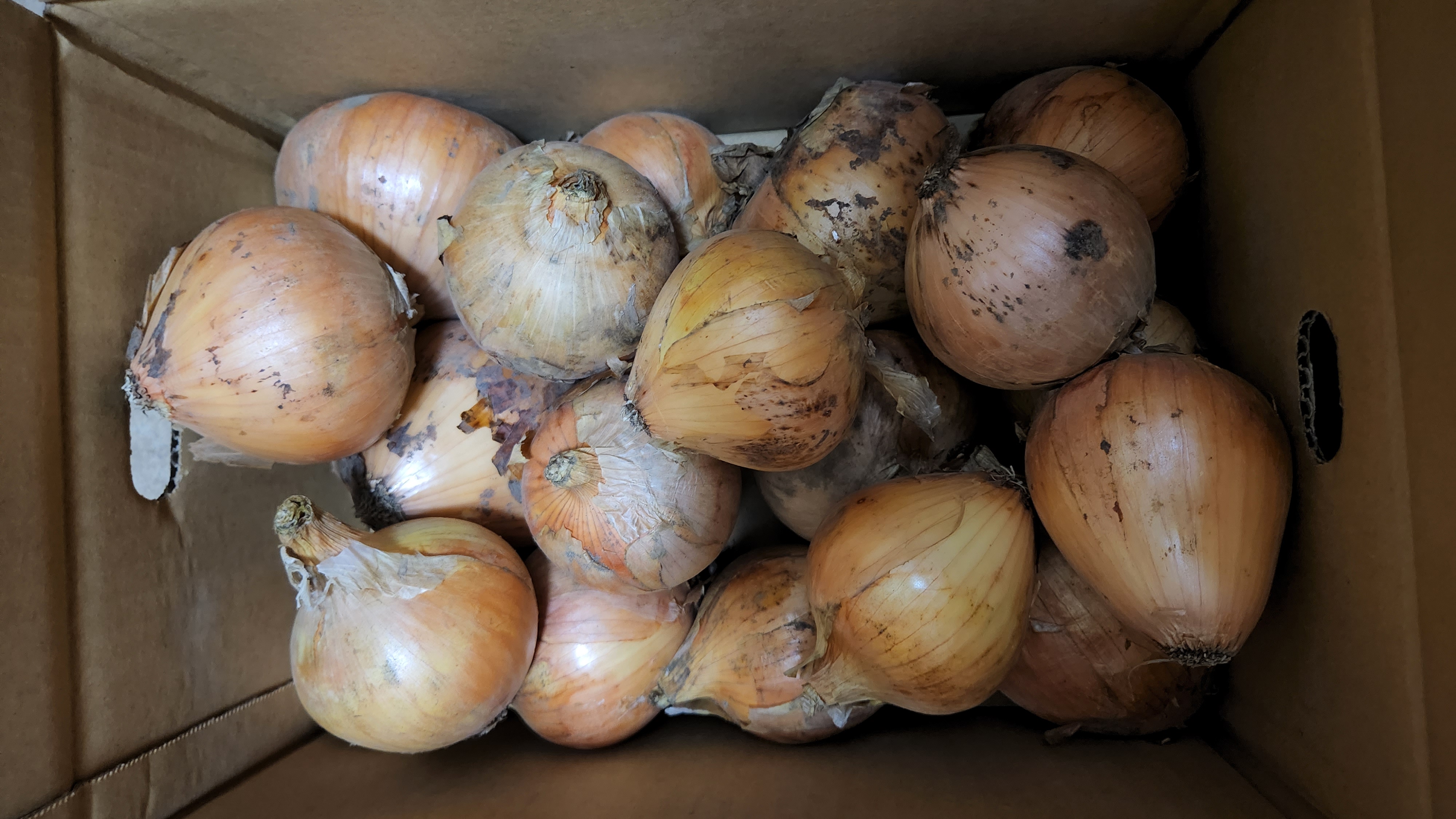 千葉県白子産 新たまねぎ 20kg 千葉県白子産 新たまねぎ 20kg