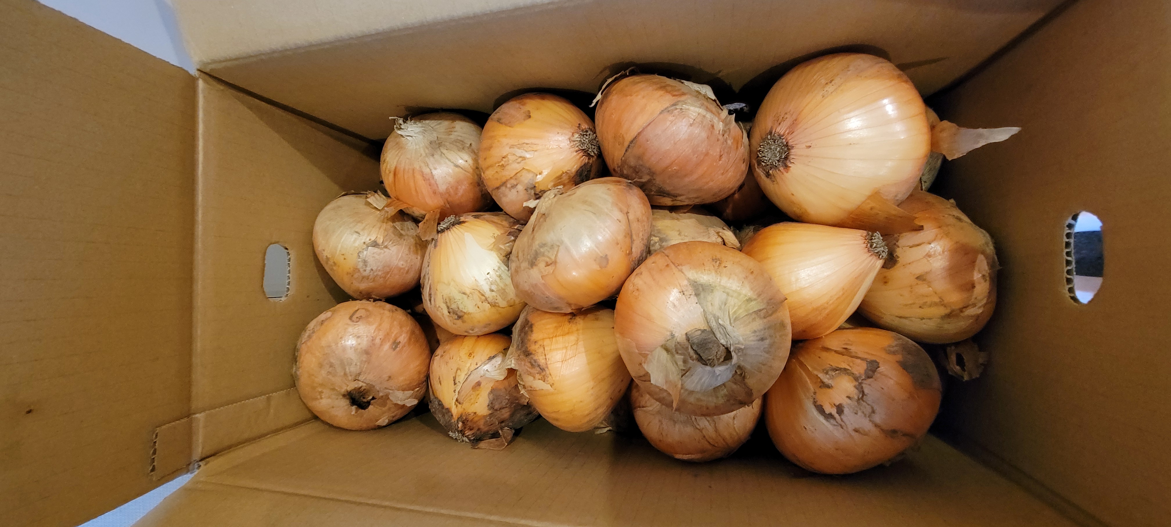 千葉県白子産 新たまねぎ 20kg 野菜
