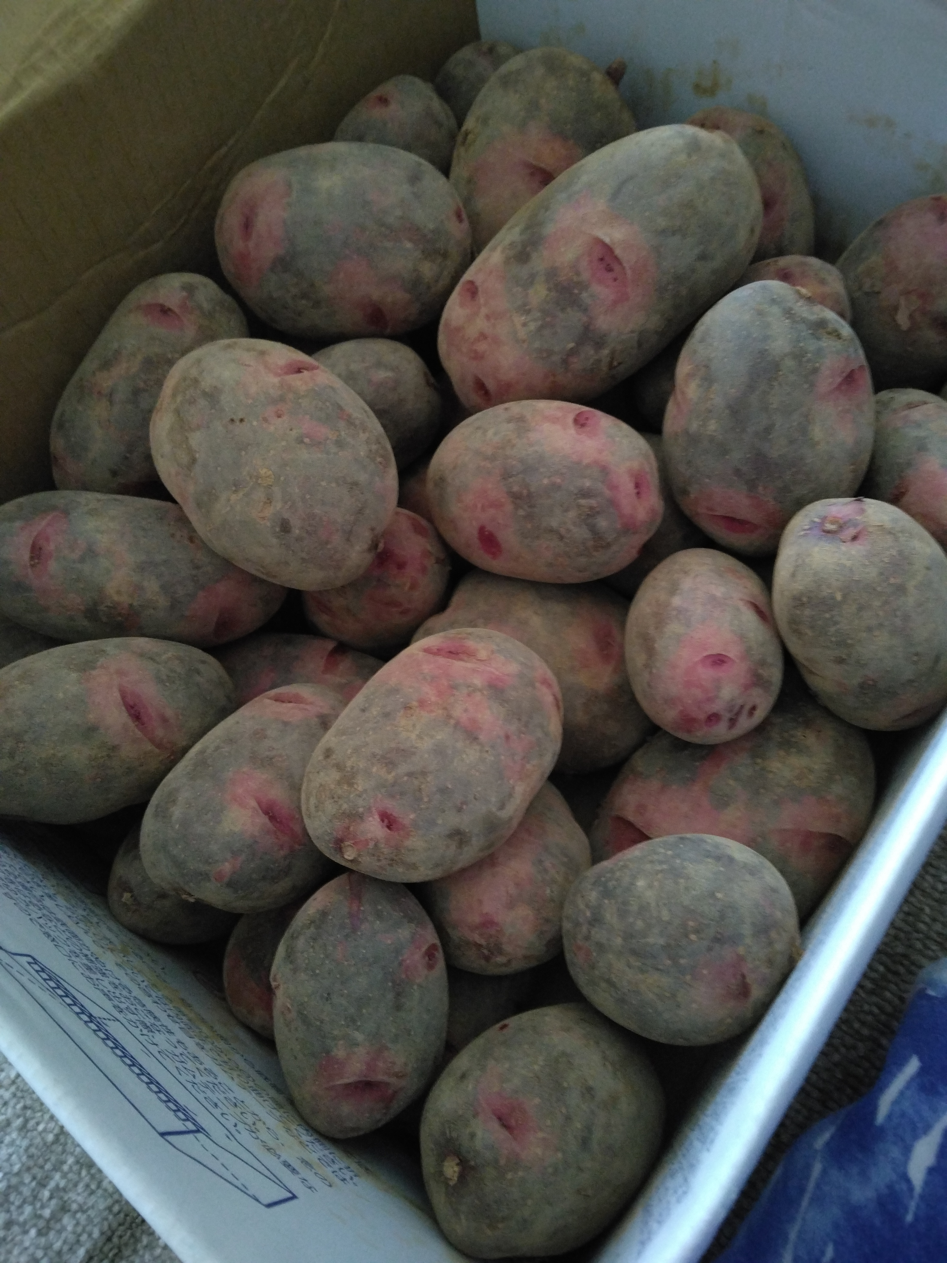 福満ファームのデストロイヤー | 野菜/じゃがいも 産直アウル 農家から