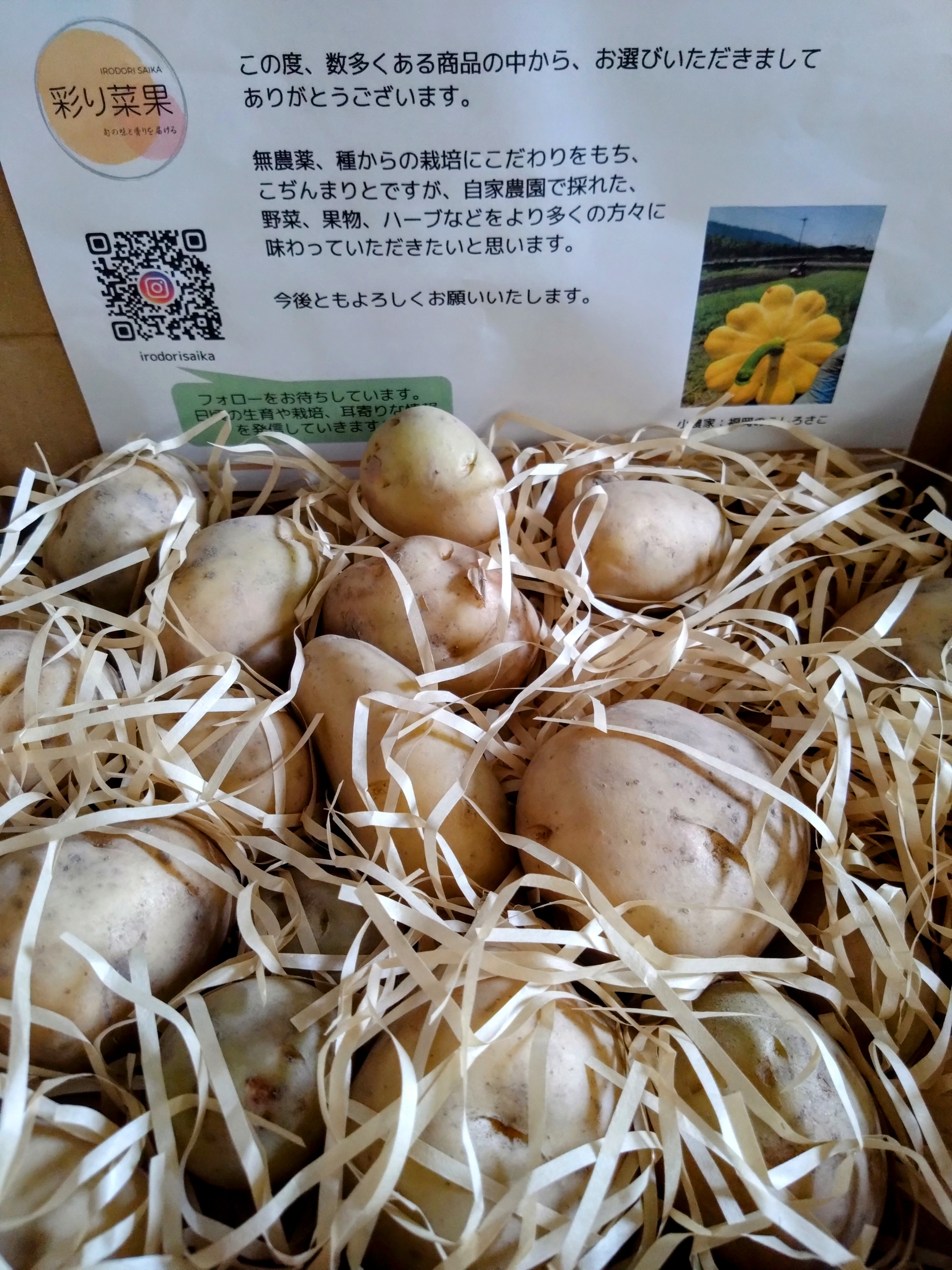 手のひらサイズのかぼちゃたち ｜ 野菜/野菜セット・詰め合わせ 産直