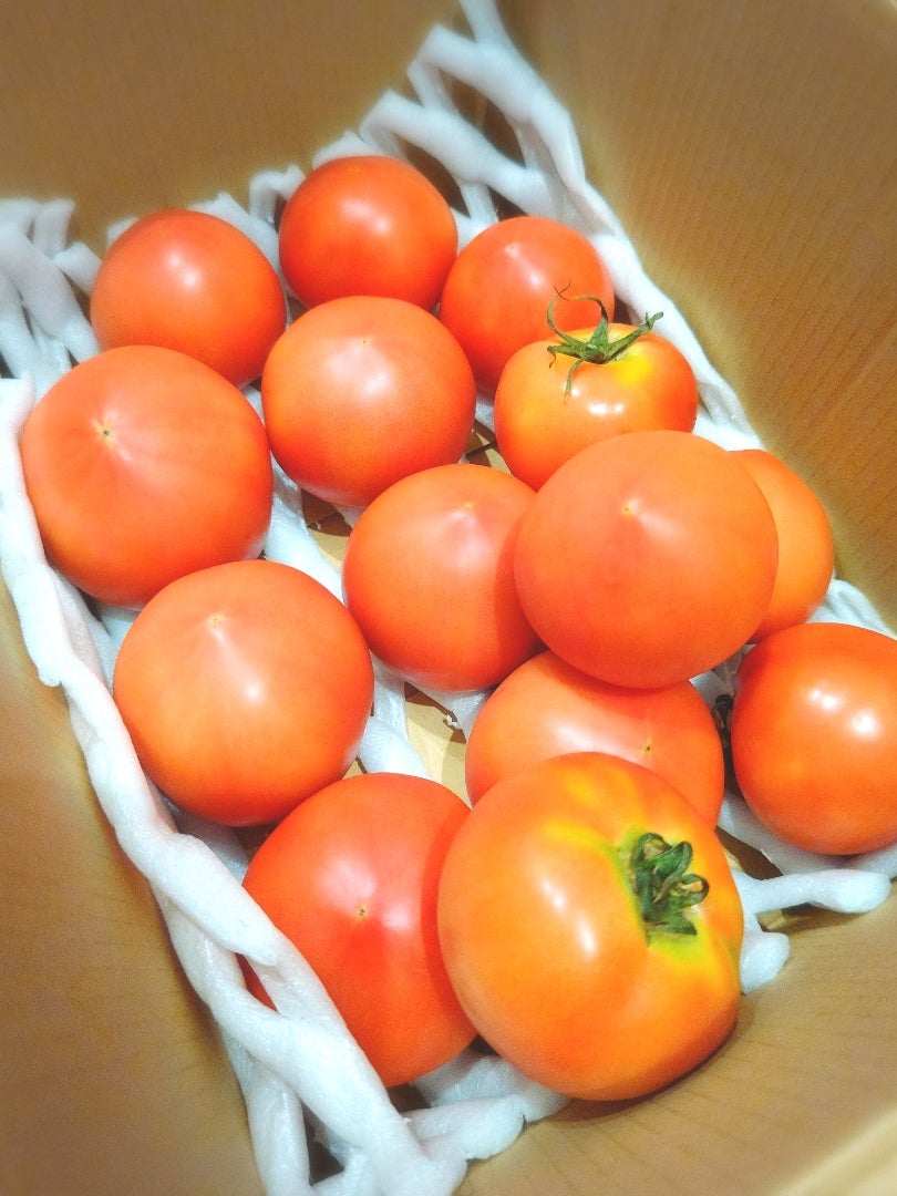 糖度7.9度の肉厚濃厚な収農花のトマト ｜ 野菜/トマト 産直アウル 農家
