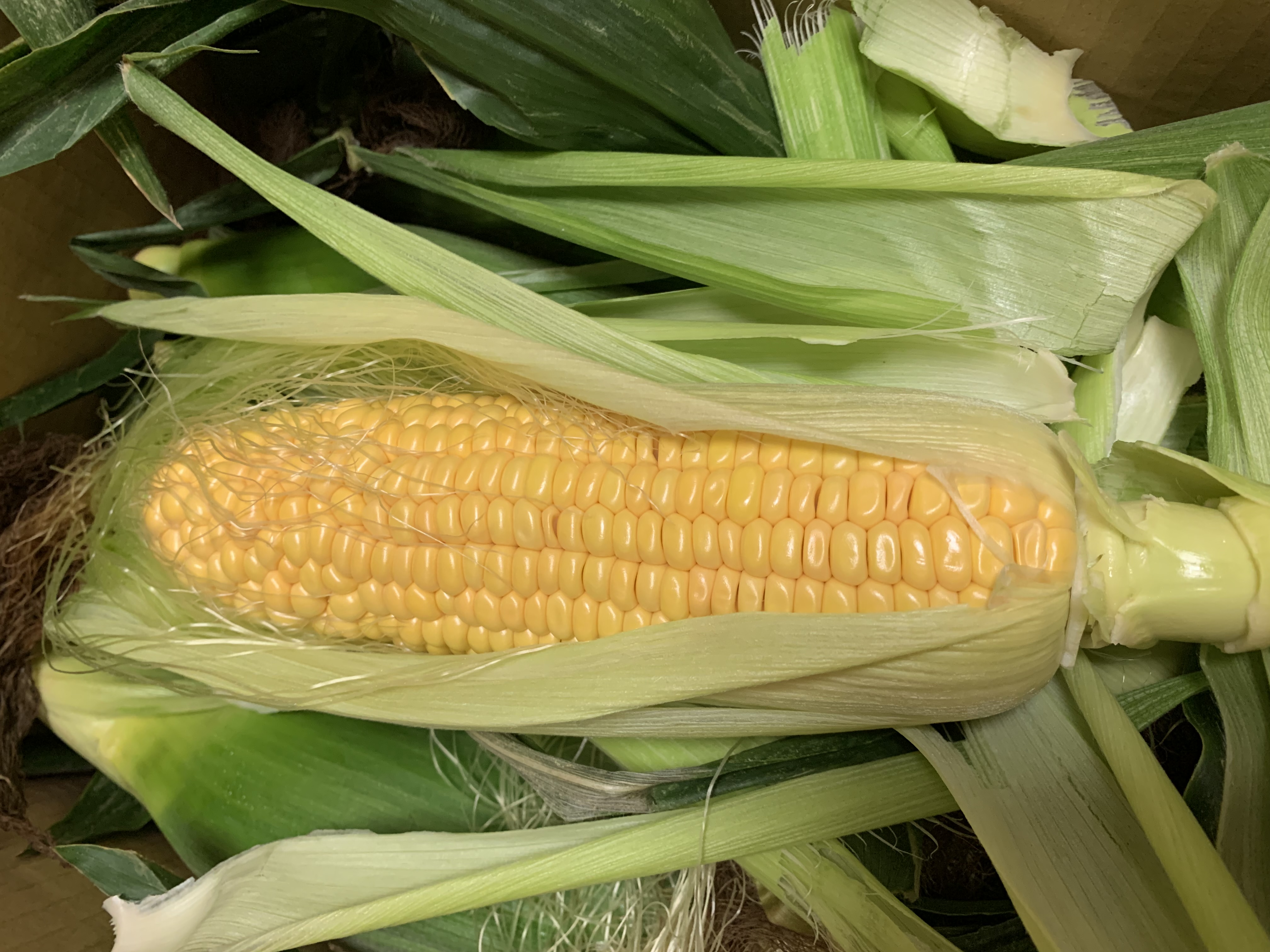 令和7年度産 新米 ふさおとめ玄米30キロ | 米・穀物/玄米