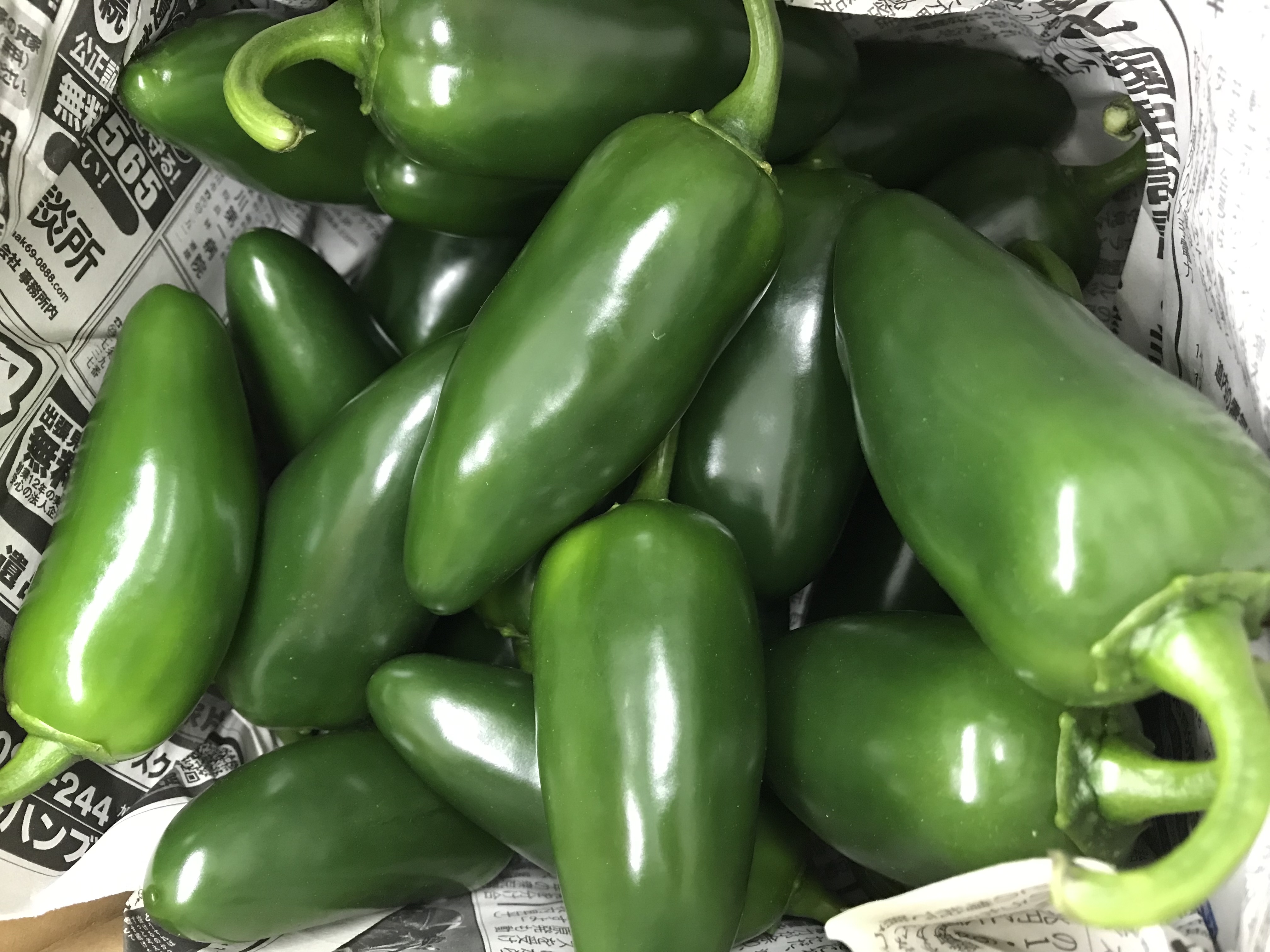 激辛とうがらし 青 2kg | 野菜/スパイス 産直アウル 農家から直接野菜