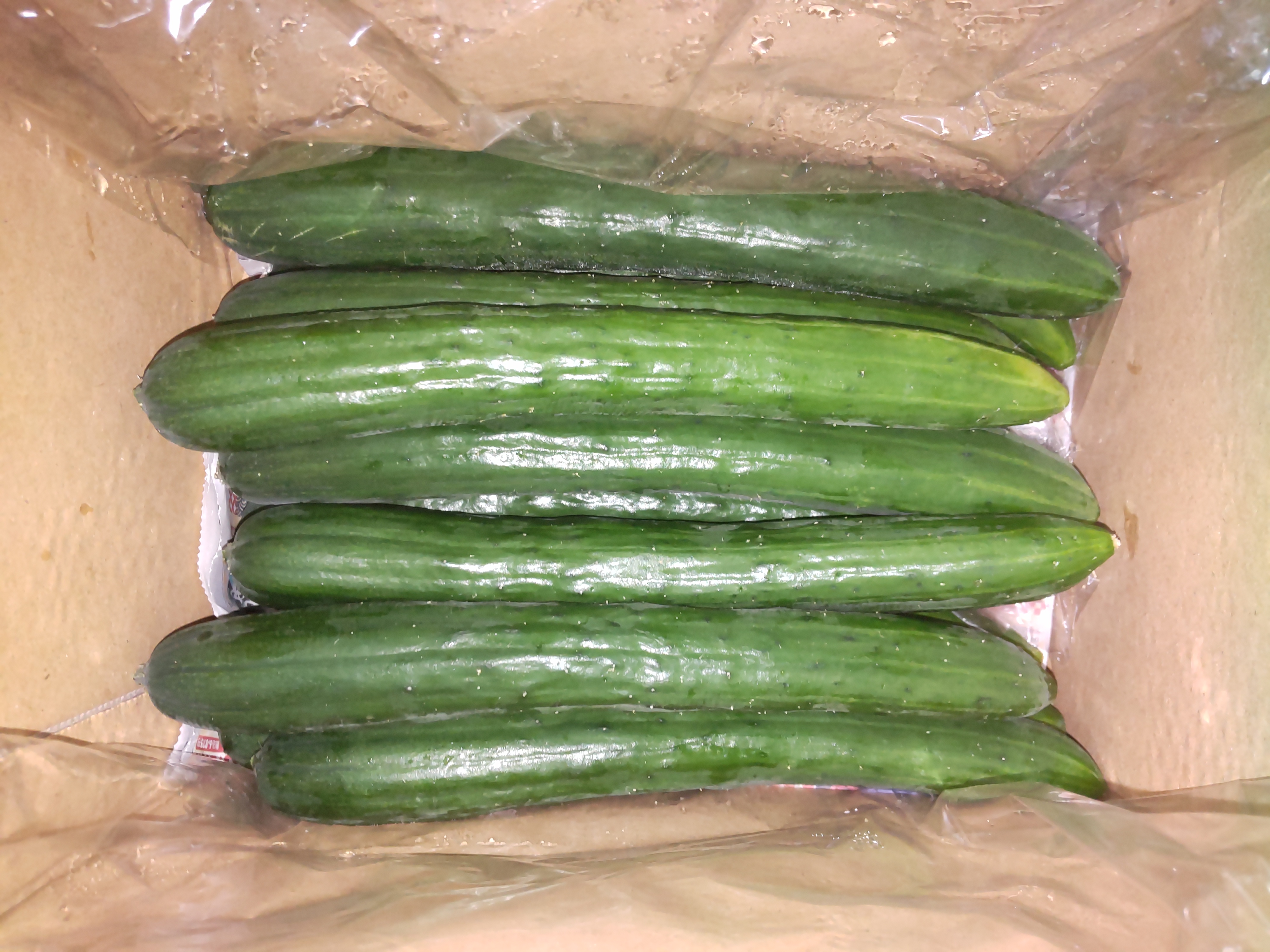 新鮮朝採りきゅうり1.5kg(11〜14本) ｜ 野菜/きゅうり 産直アウル 農家