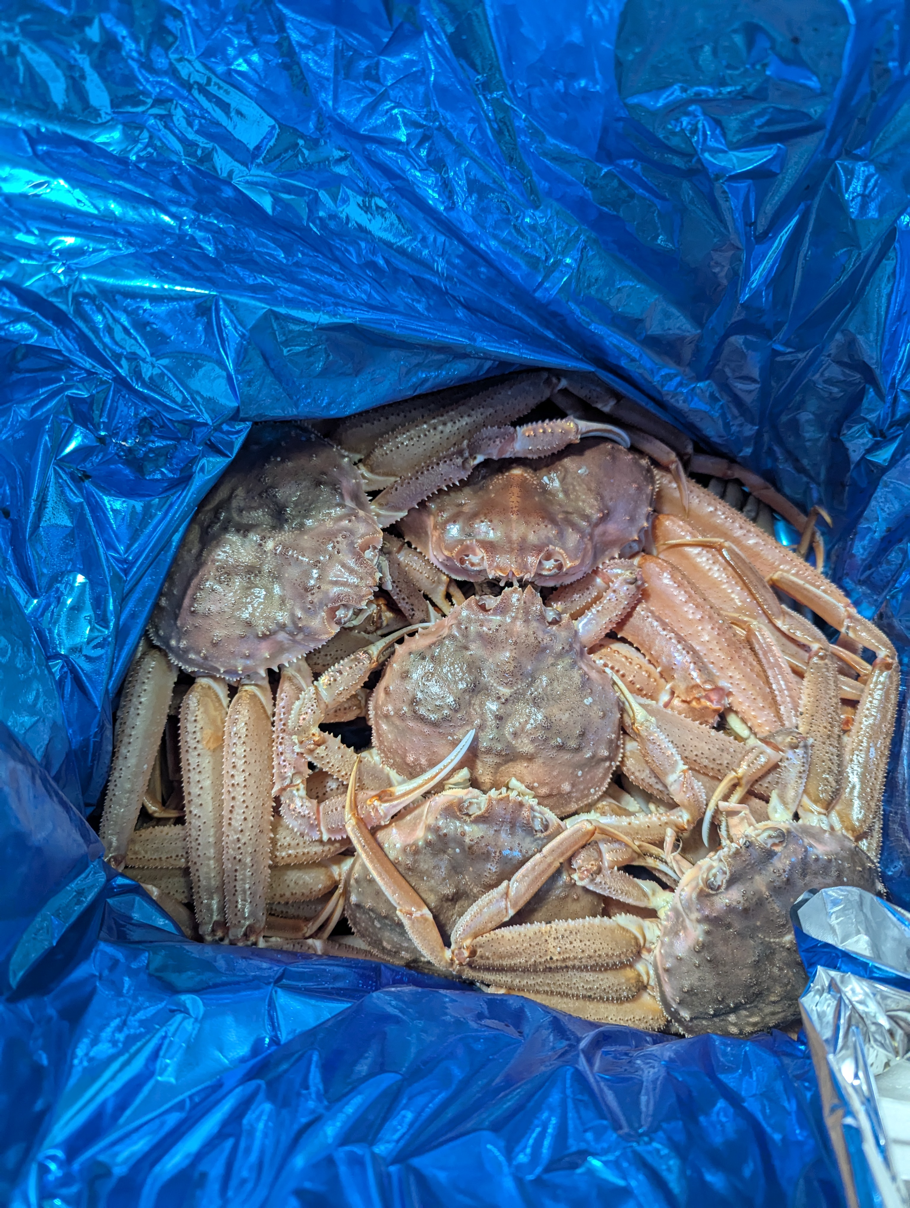 ばしこさんが 噴火湾鮮魚卸龍神丸 の 【期間限定】オオズワイ蟹