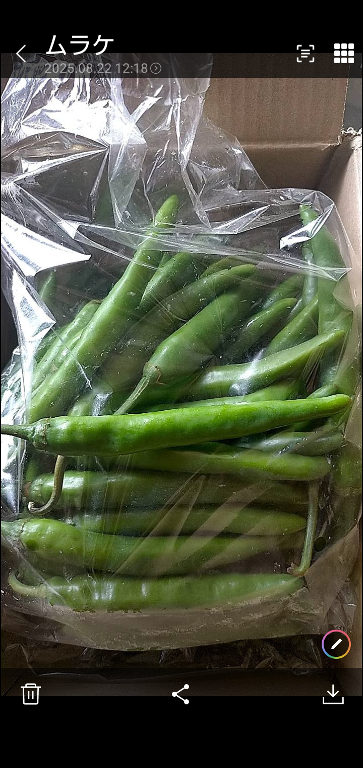 辛さ薫る 激辛青唐辛子 500g | 野菜/その他野菜 産直アウル 農家から