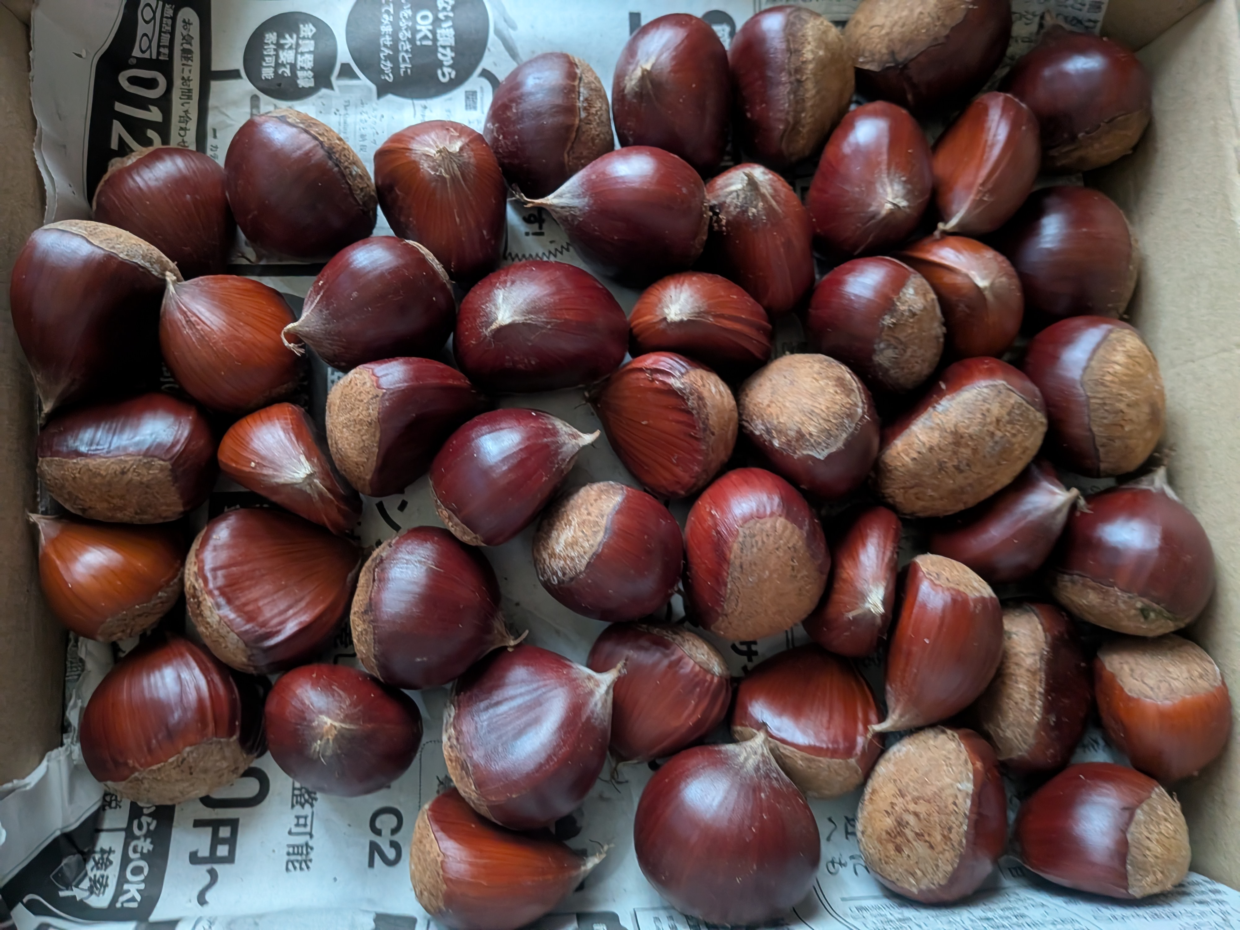 Sunny Riverside 農園の栗 | 果物/栗 産直アウル 農家から直接野菜など