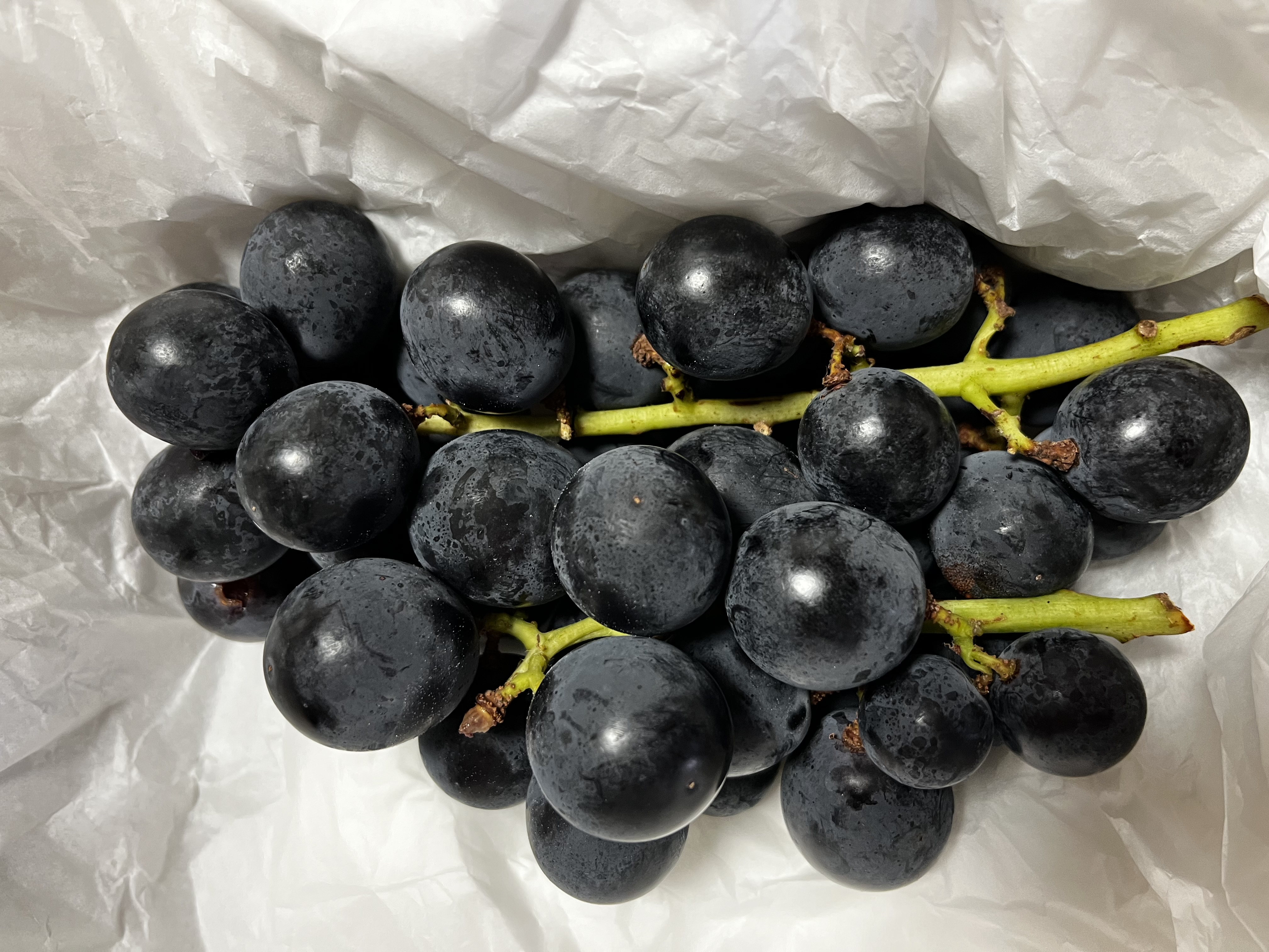 信州産巨峰（種あり）2kg 家庭用 ｜ 果物/ぶどう 産直アウル 農家