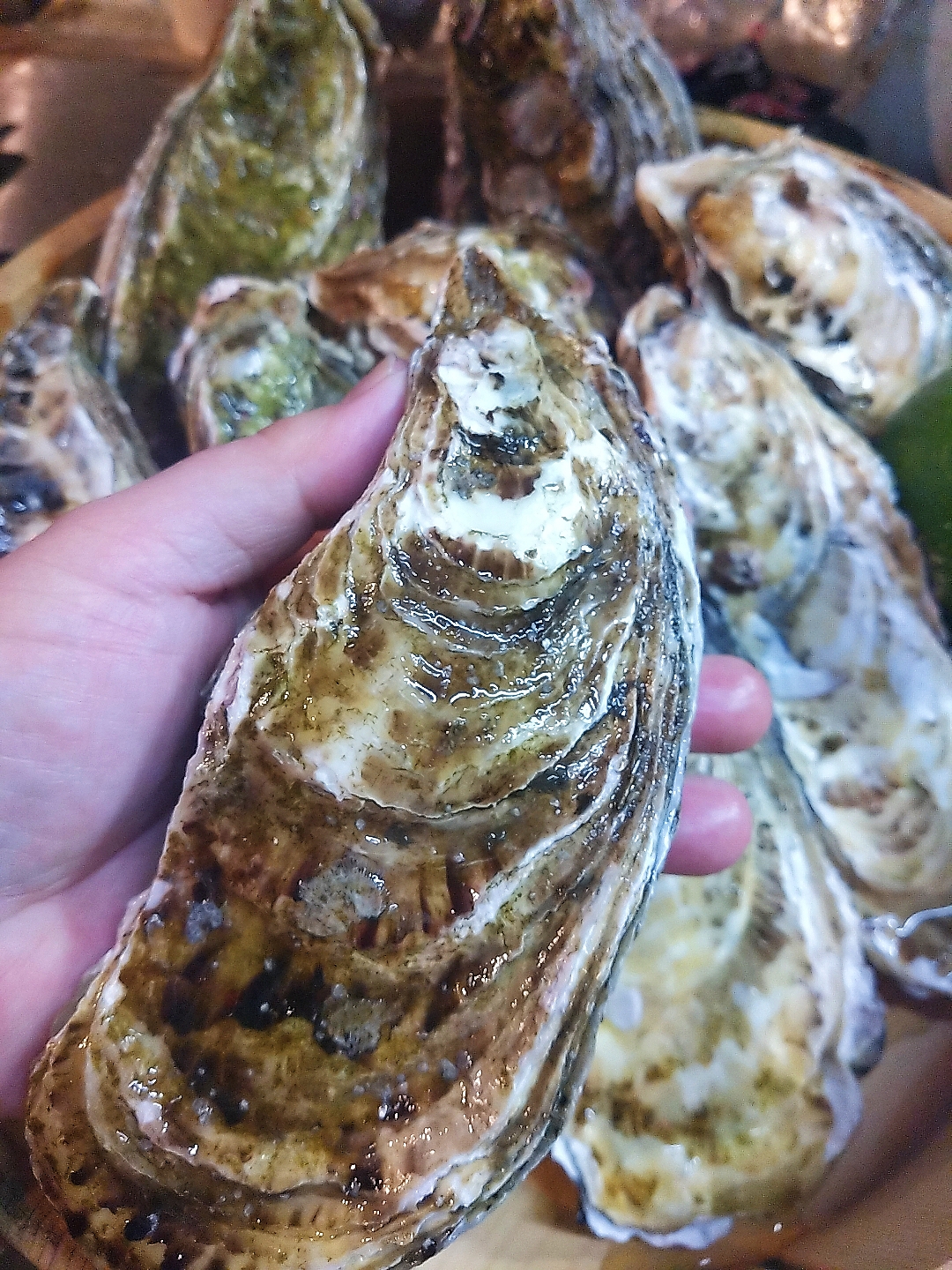 身入り抜群 10％値引き販売中】デカい牡蠣 殻付き 牡蠣 「3年牡蠣